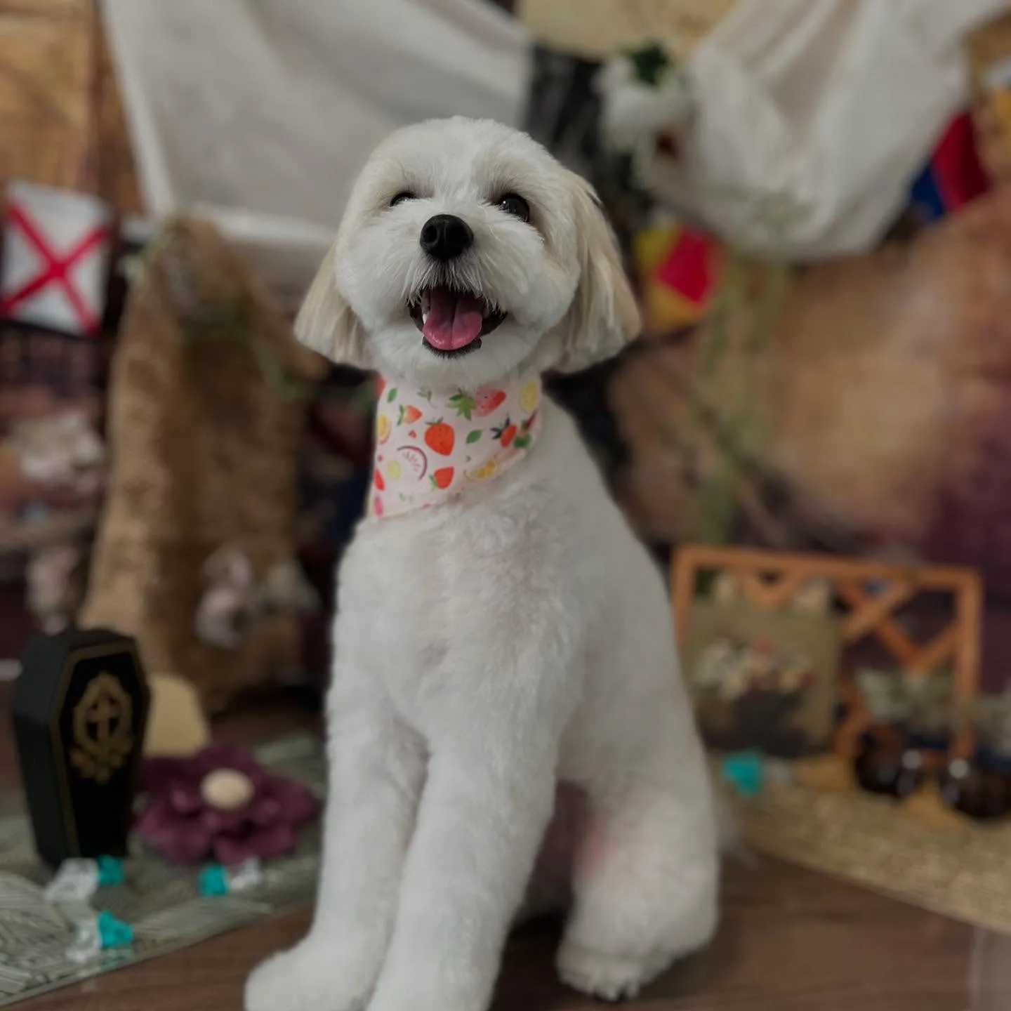 先月アップしきれなかったトリミングわんこたちです🎶