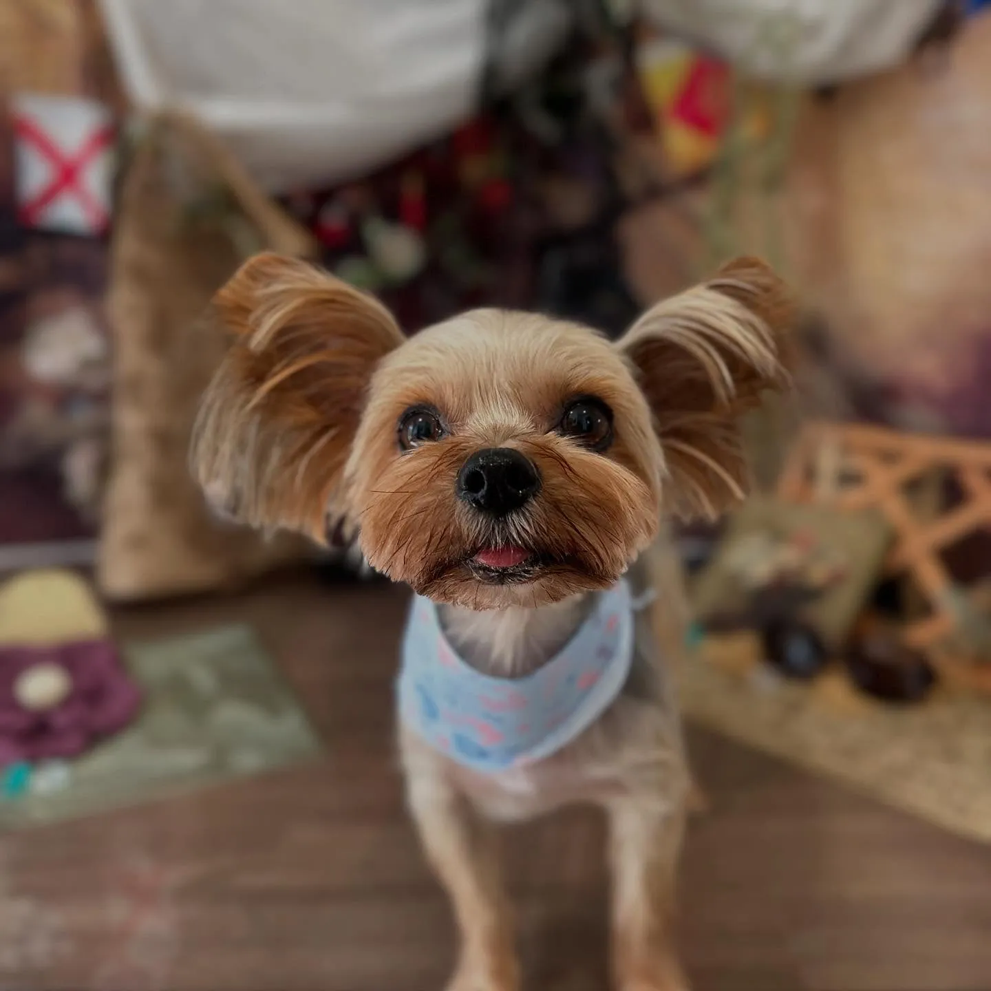 先月アップしきれなかったトリミングわんこたちです🎶