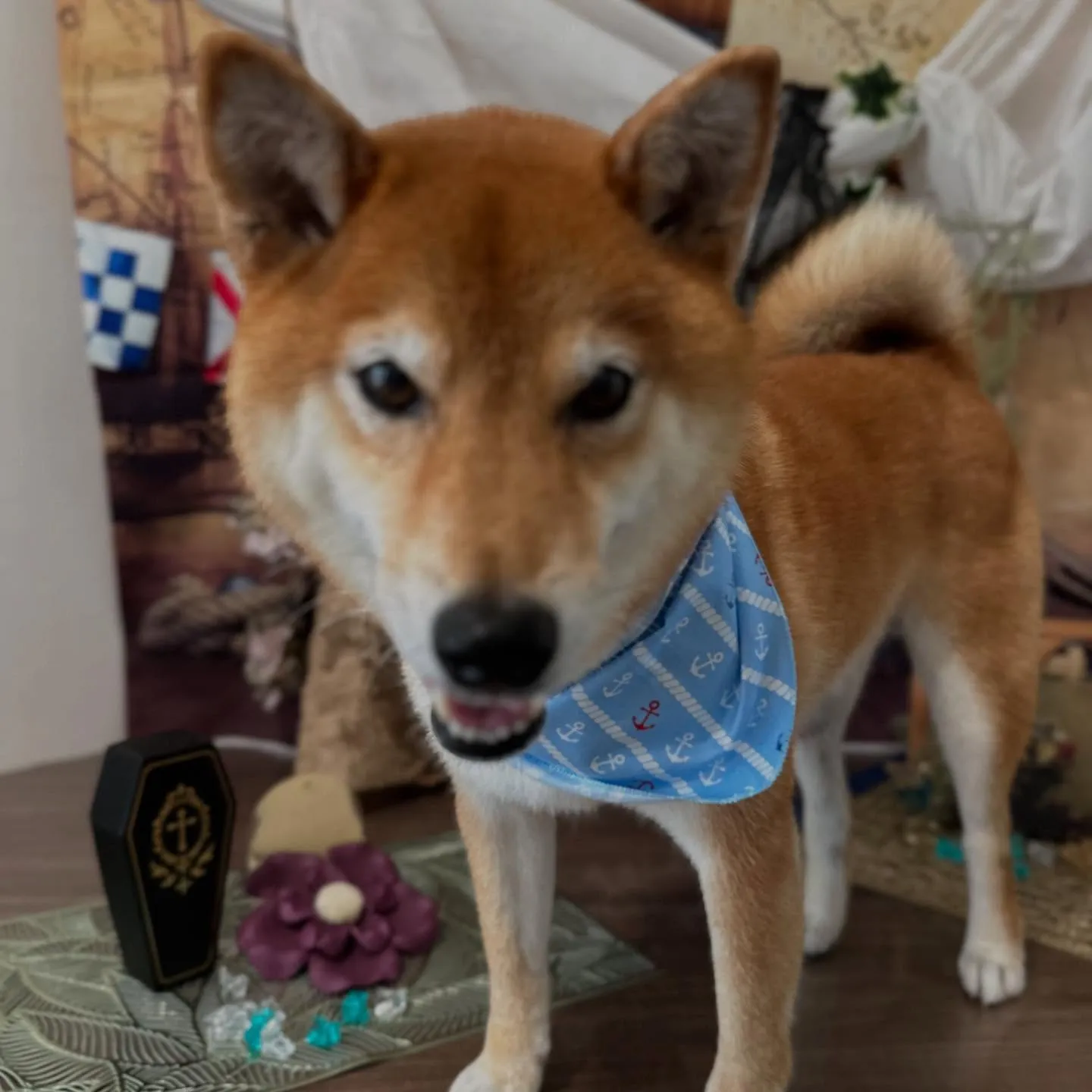 先月アップしきれなかったトリミングわんこたちです🎶