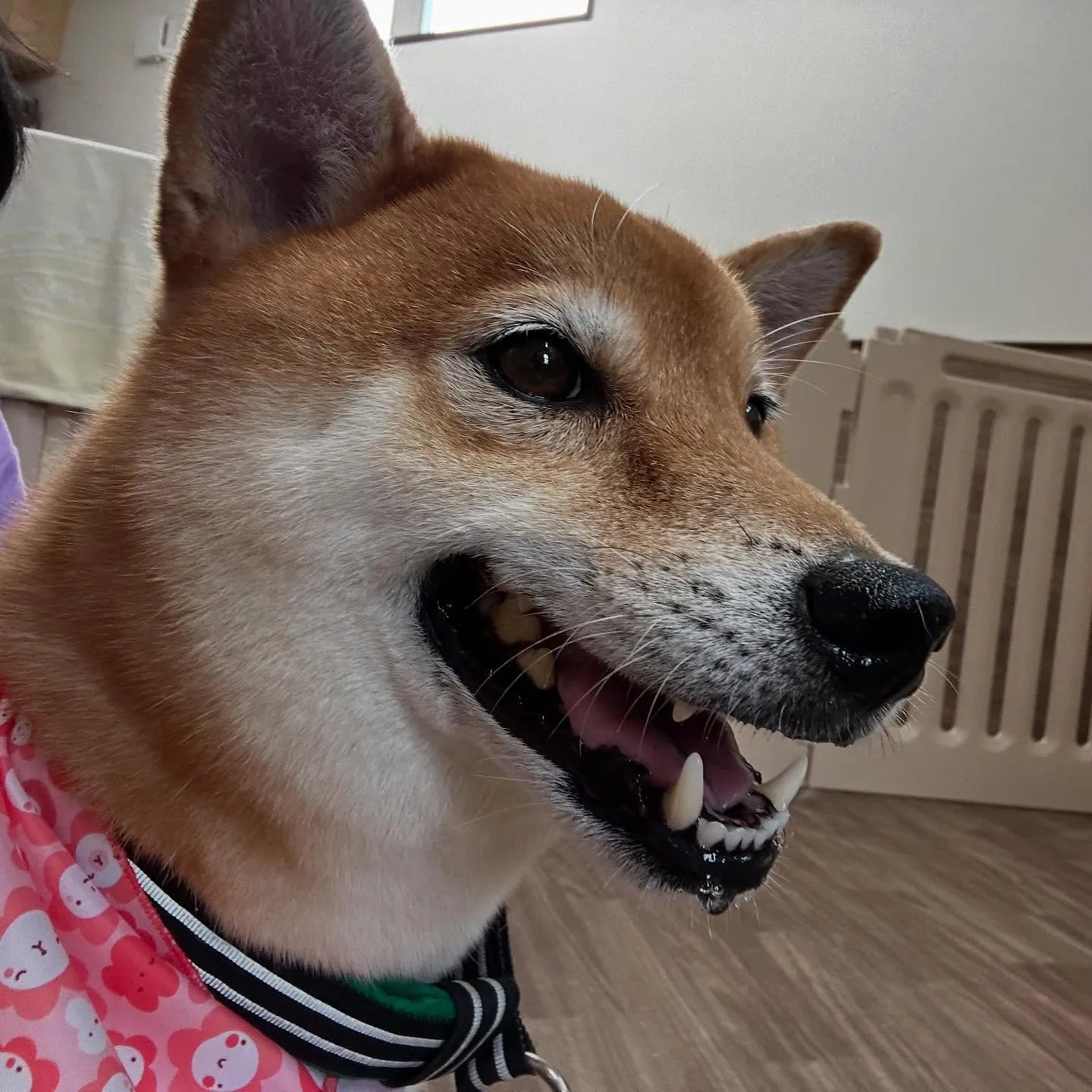 先月アップしきれなかったトリミングわんこたちです🎶