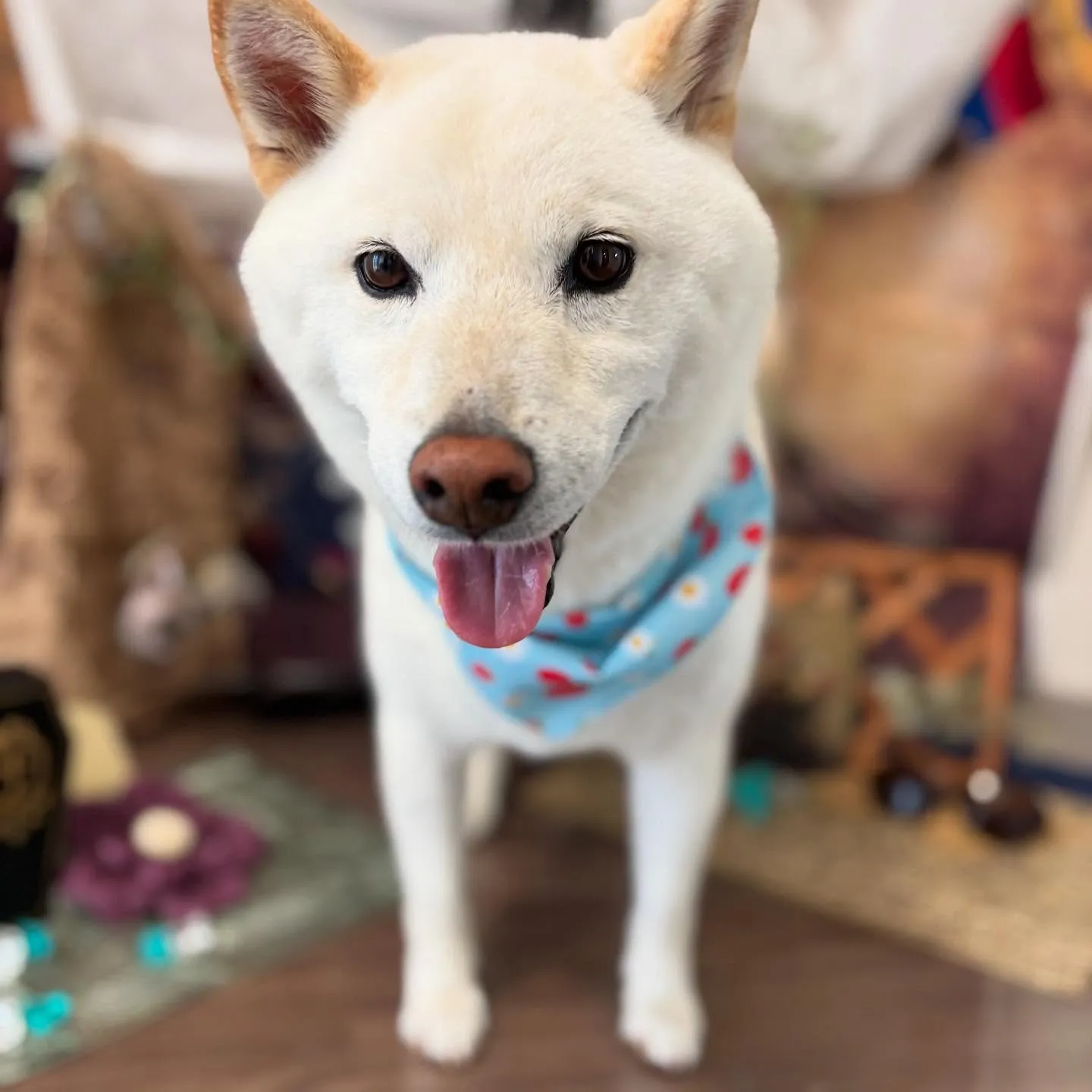 先月アップしきれなかったトリミングわんこたちです🎶