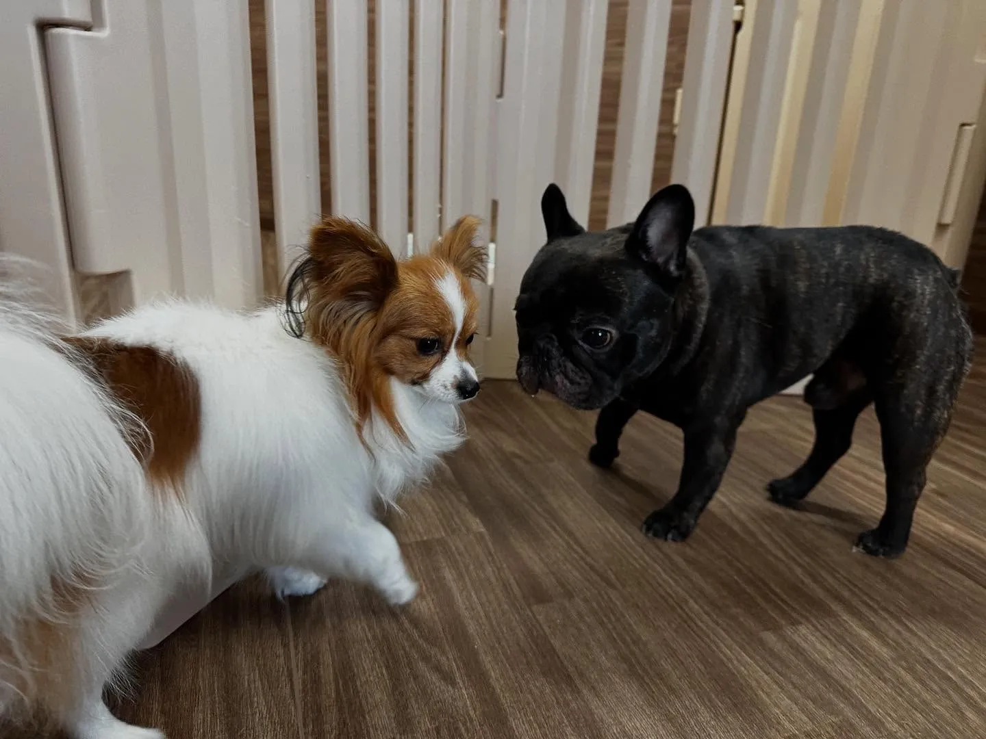 【お盆期間中のドッグホテル 受付締切のお知らせ】