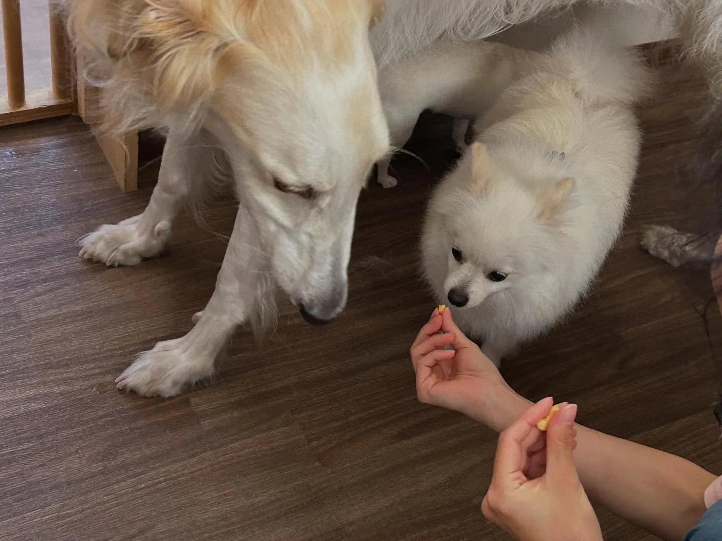 【お盆期間中のドッグホテル 受付締切のお知らせ】