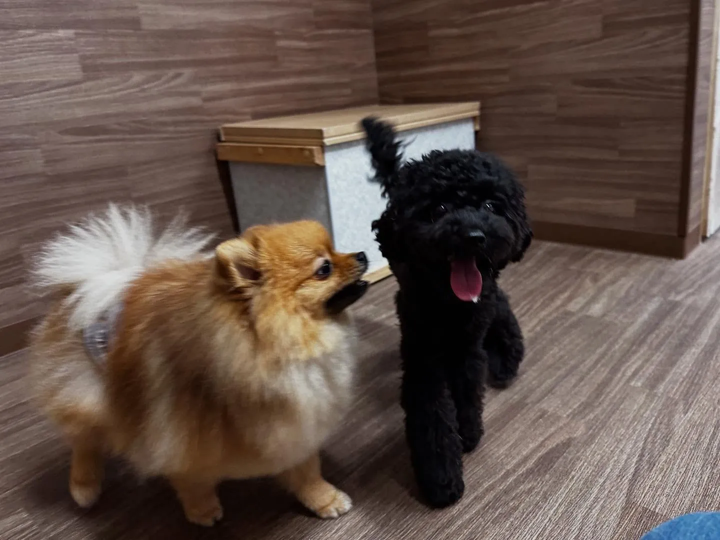 【お盆期間中のドッグホテル 受付締切のお知らせ】