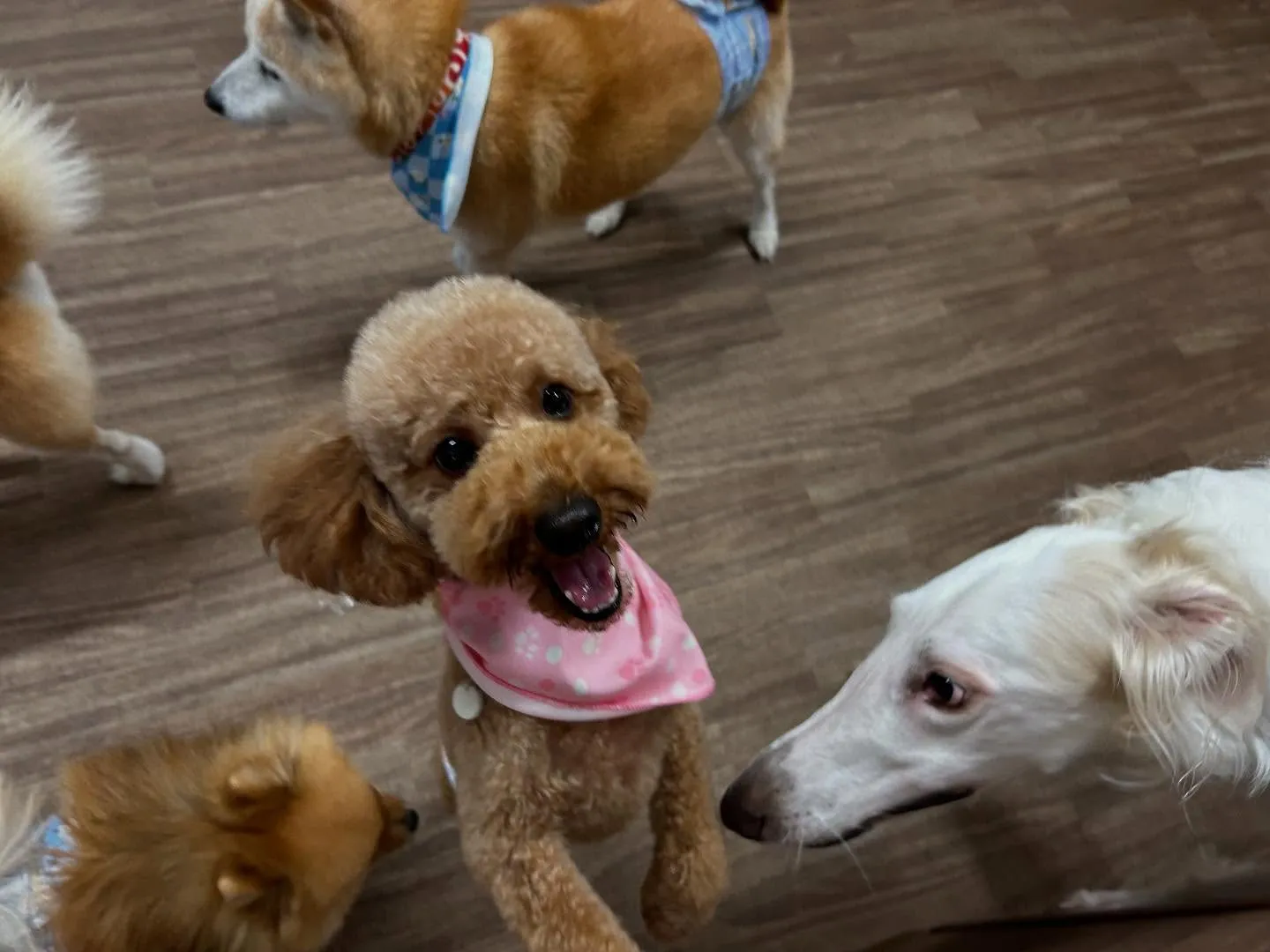 【お盆期間中のドッグホテル 受付締切のお知らせ】