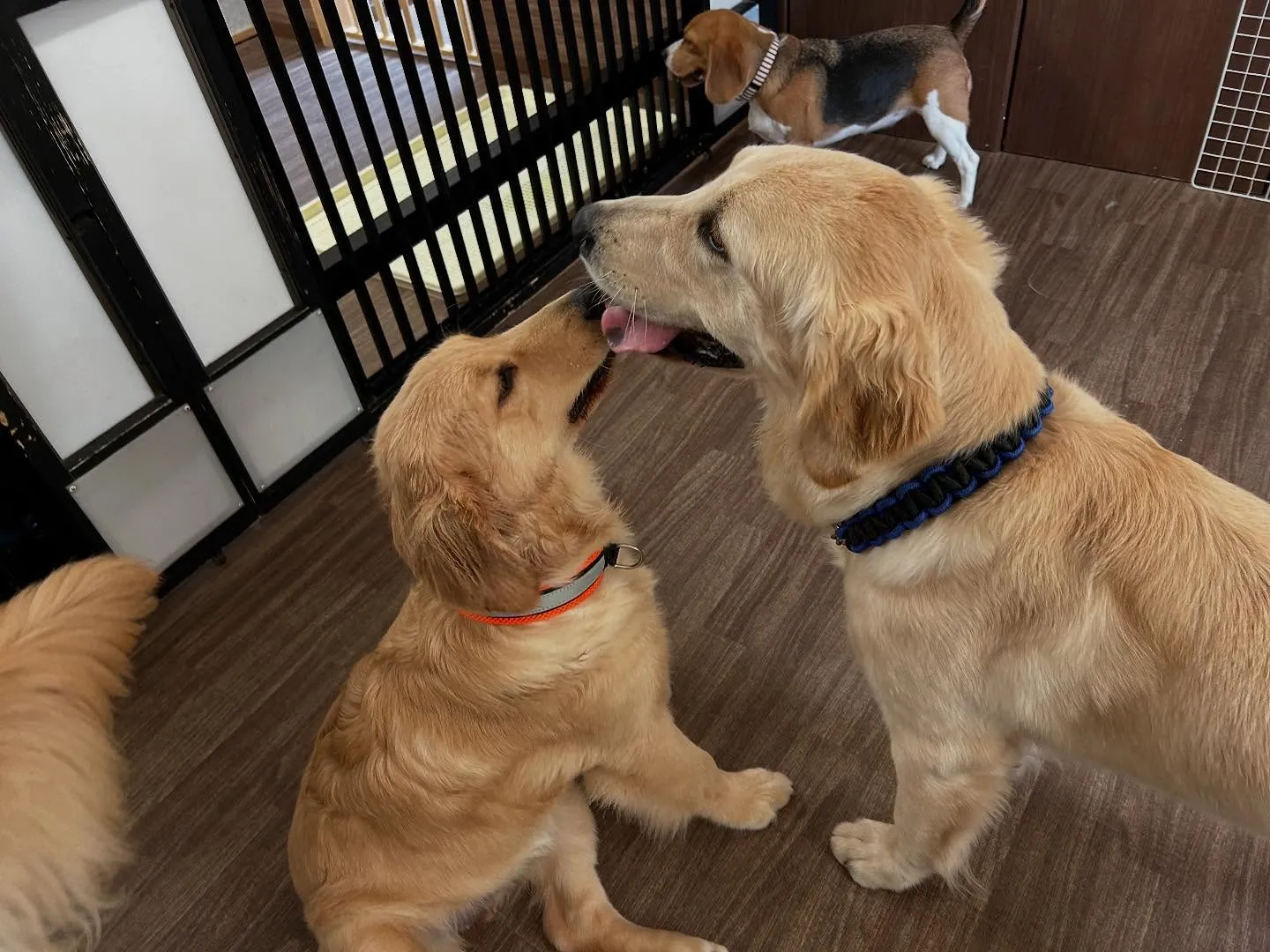 【お盆期間中のドッグホテル 受付締切のお知らせ】