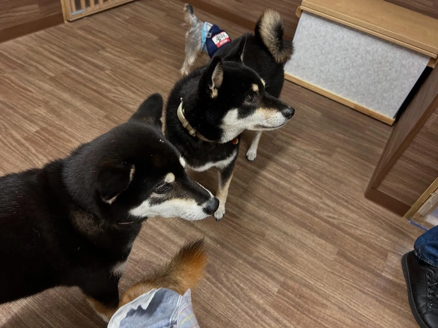 【お盆期間中のドッグホテル 受付締切のお知らせ】