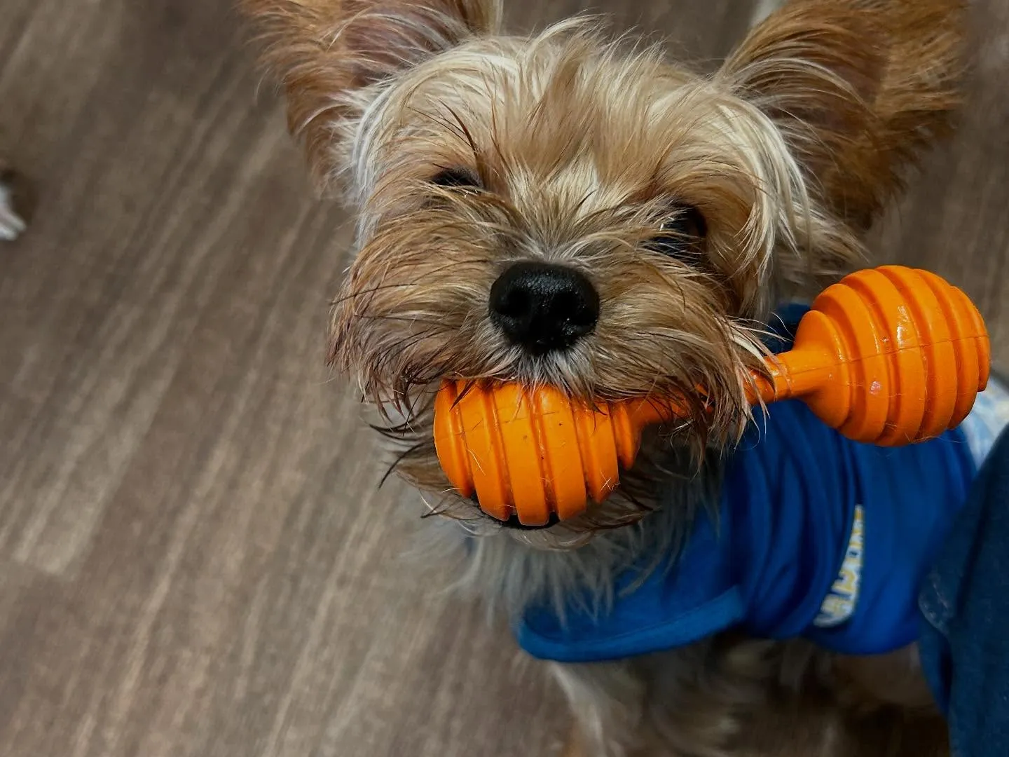 【お盆期間中のドッグホテル 受付締切のお知らせ】