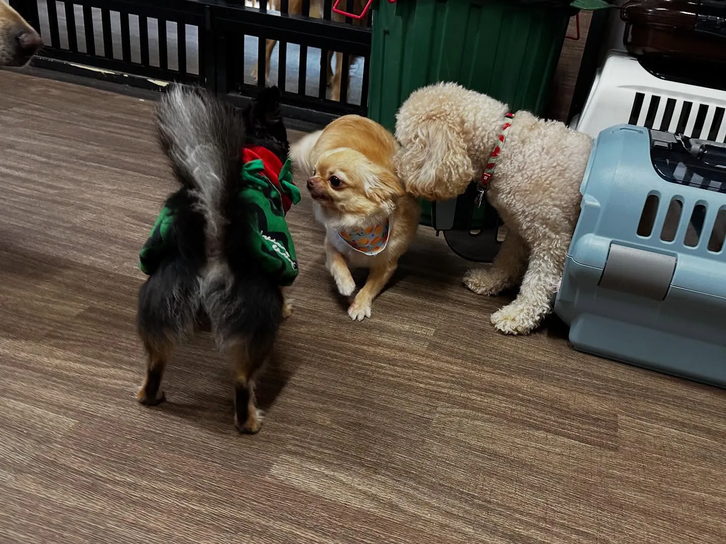 【お盆期間中のドッグホテル 受付締切のお知らせ】