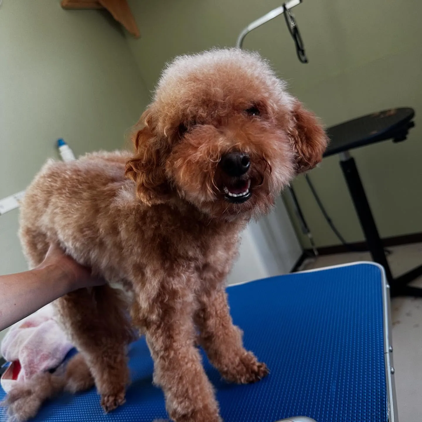 先月アップしきれなかったトリミングわんこたちです🐾