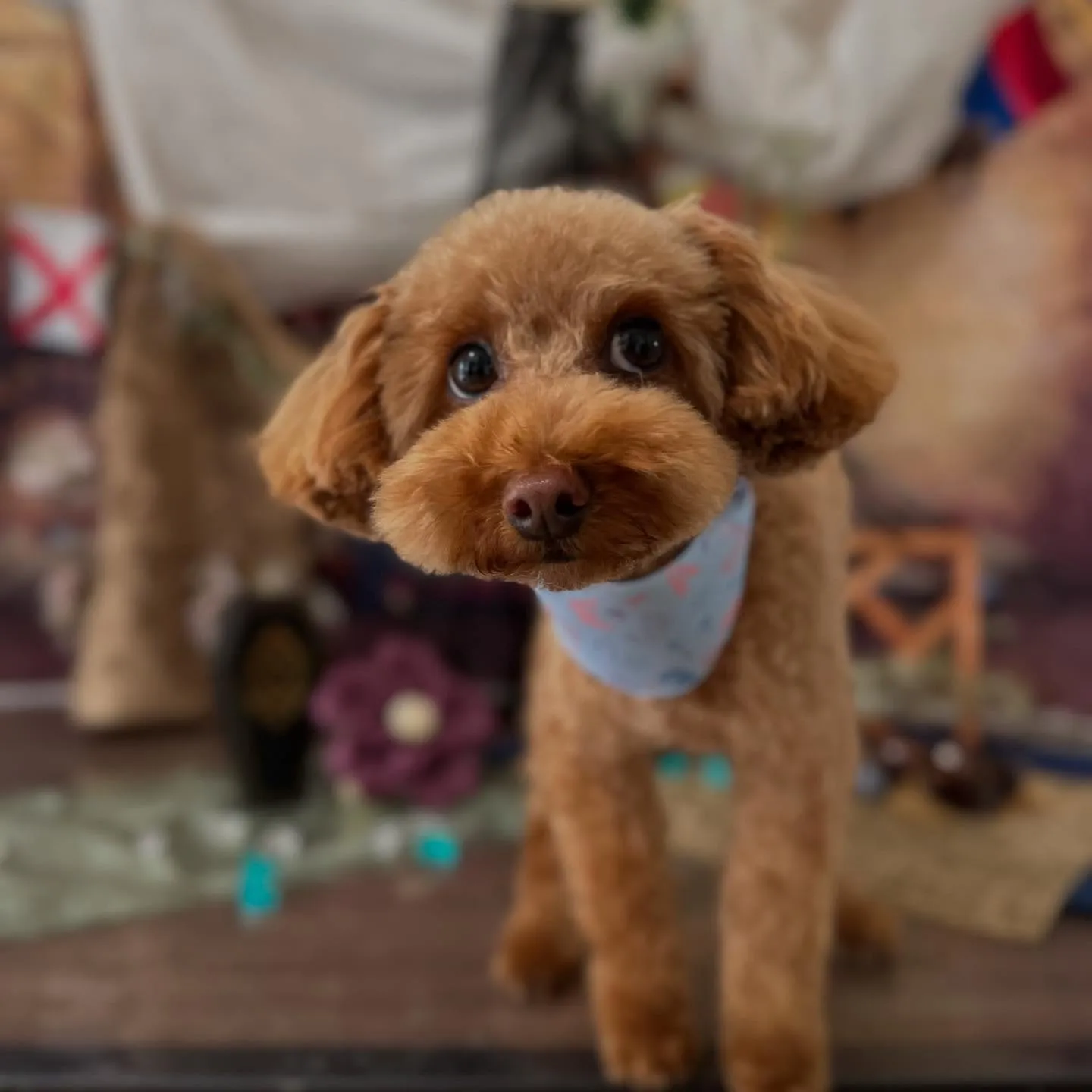 先月アップしきれなかったトリミングわんこたちです🐾