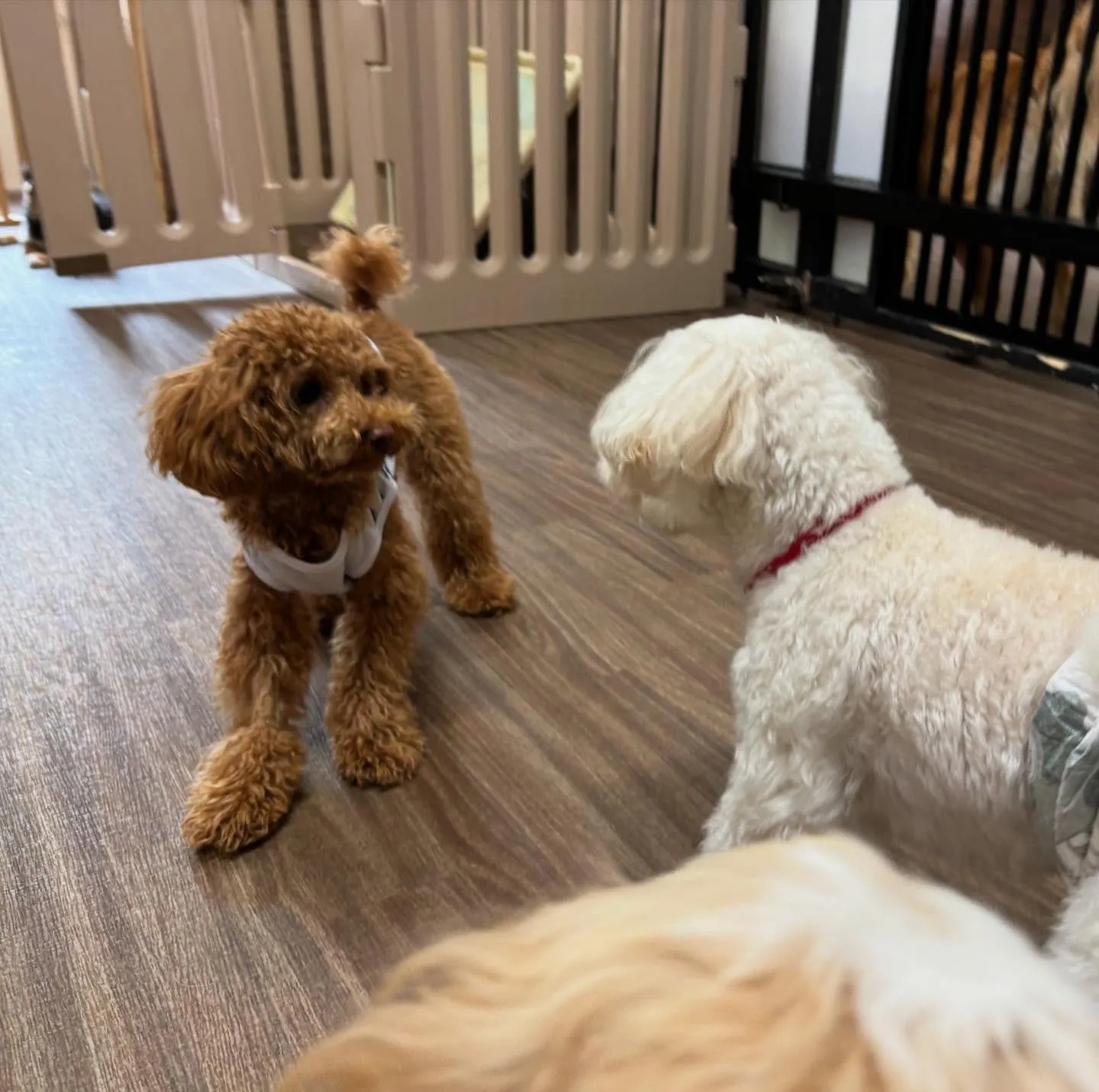 先月アップしきれなかったトリミングわんこたちです🐾