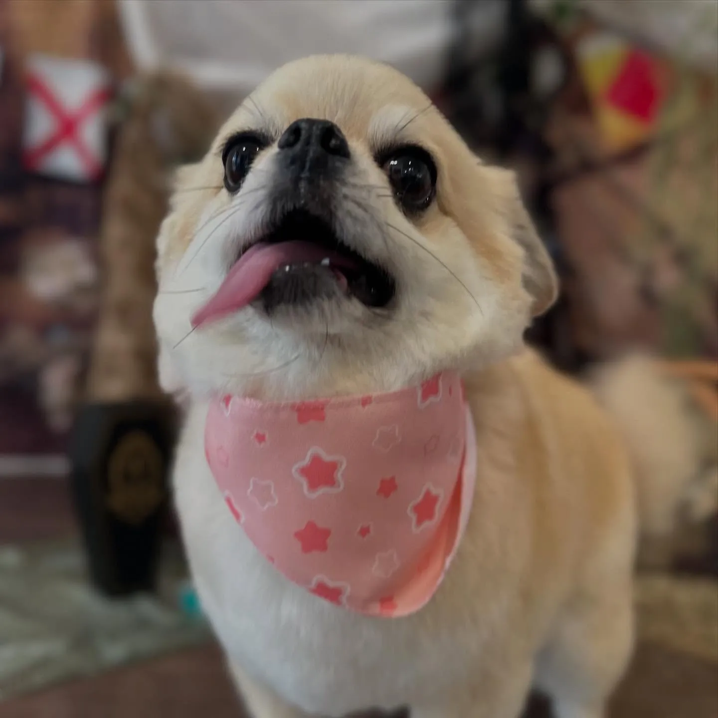 先月アップしきれなかったトリミングわんこたちです🐾