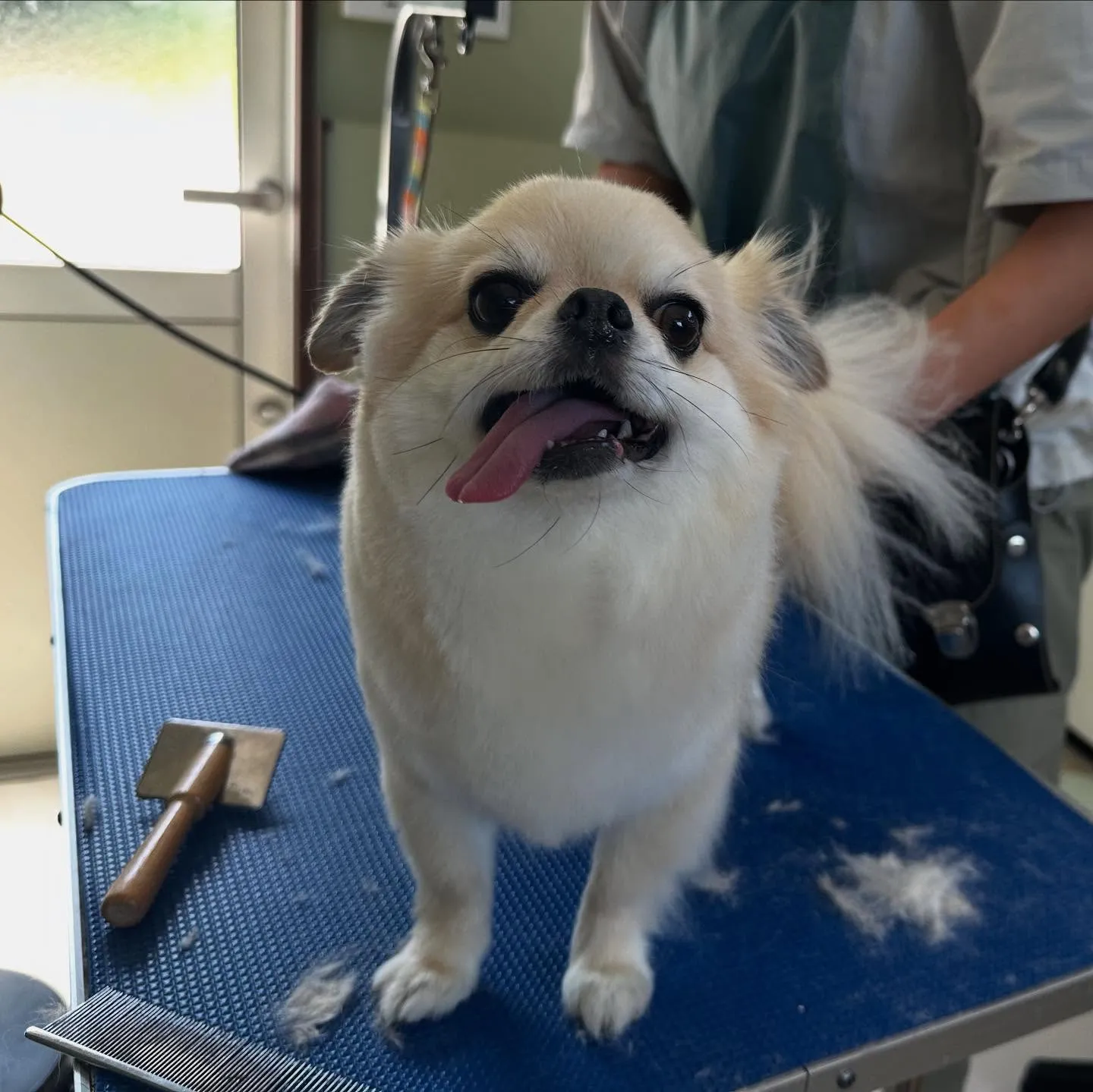 先月アップしきれなかったトリミングわんこたちです🐾