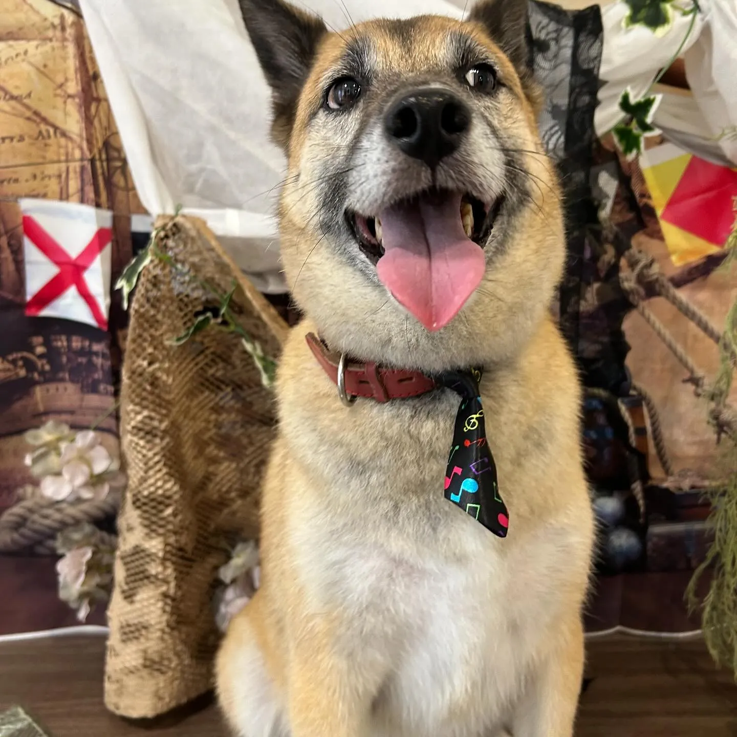 先月アップしきれなかったトリミングわんこたちです🐾