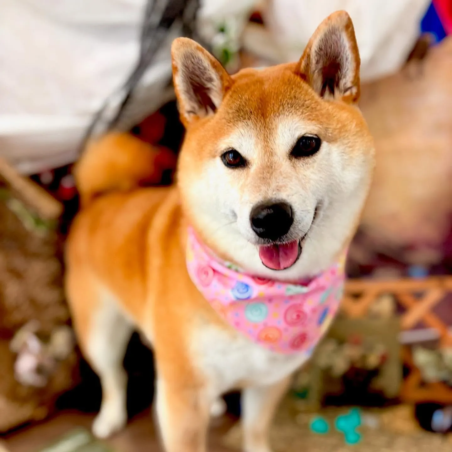 先月アップしきれなかったトリミングわんこたちです🐾