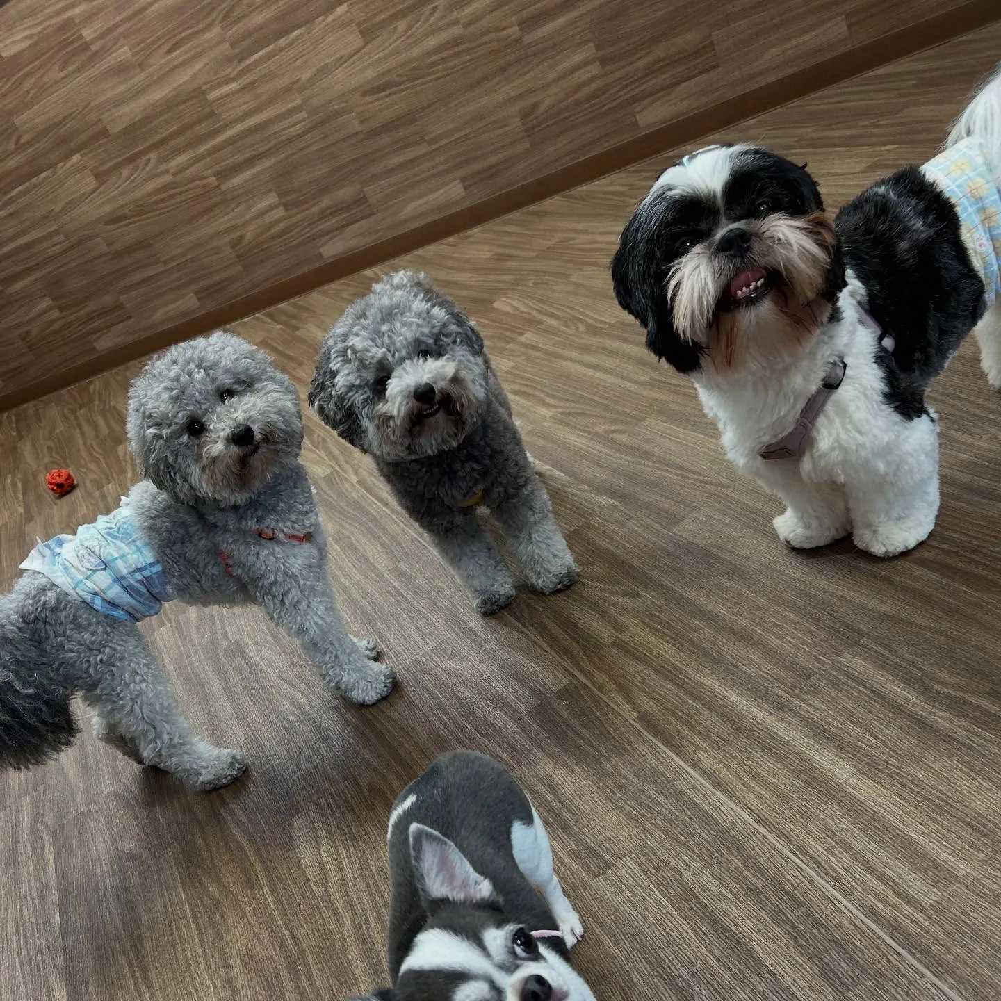 入会してくれた幸雄くん、富蔵くん、銀太郎くんです🌼