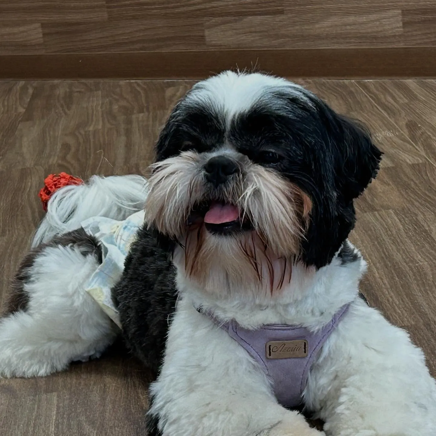 入会してくれた幸雄くん、富蔵くん、銀太郎くんです🌼