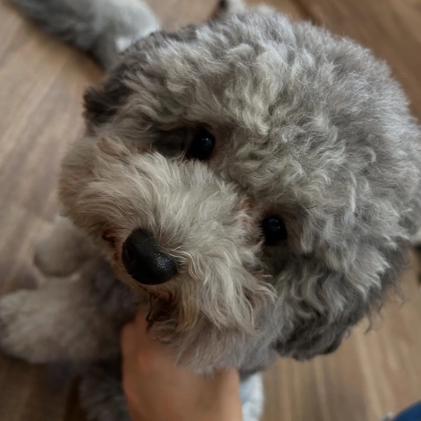 入会してくれた幸雄くん、富蔵くん、銀太郎くんです🌼