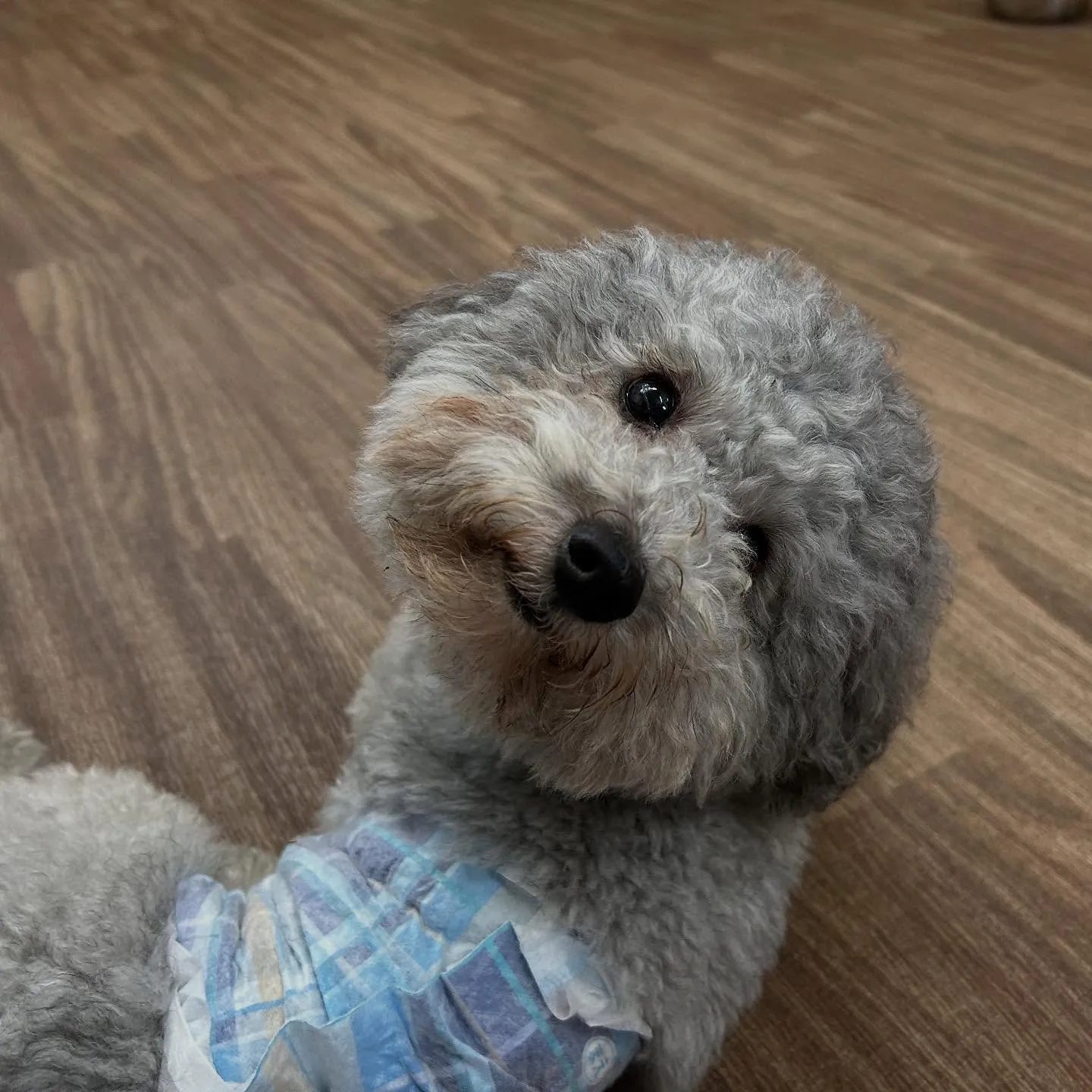 入会してくれた幸雄くん、富蔵くん、銀太郎くんです🌼