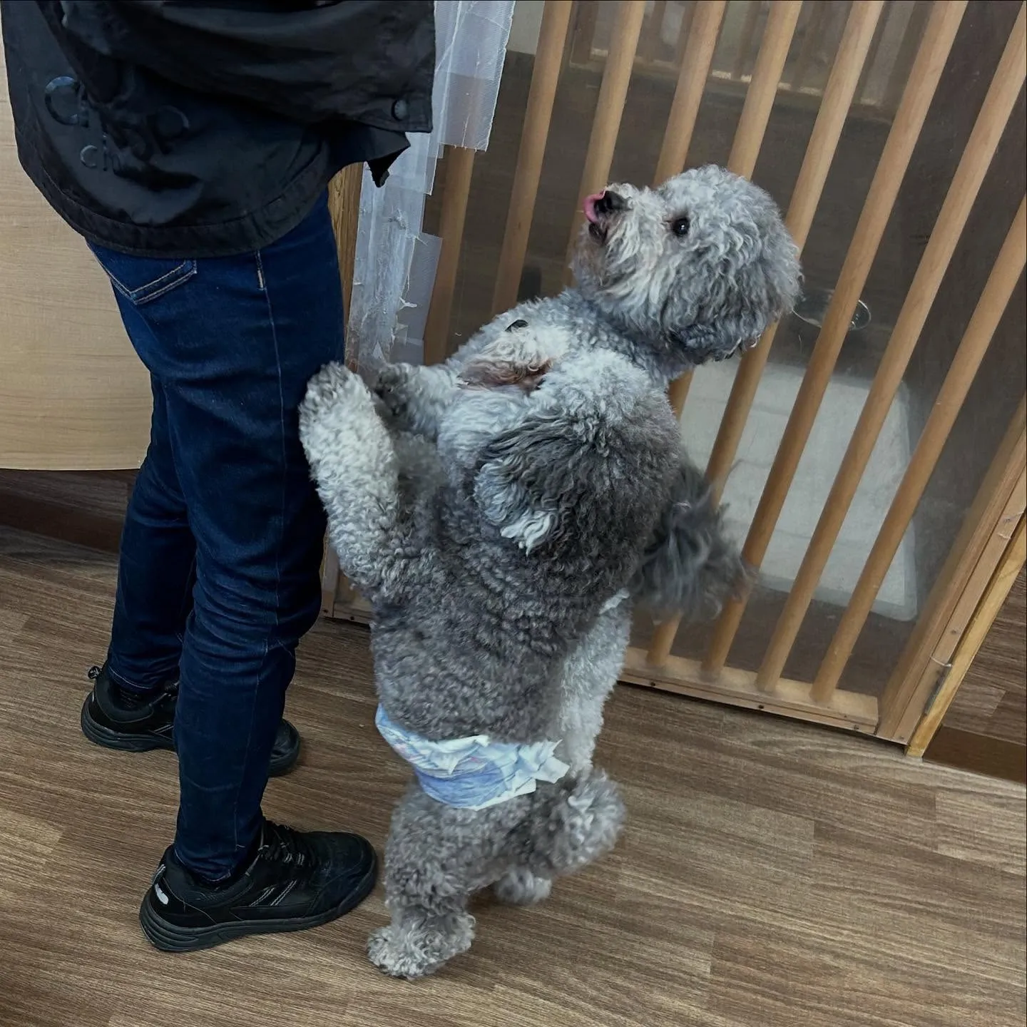 入会してくれた幸雄くん、富蔵くん、銀太郎くんです🌼