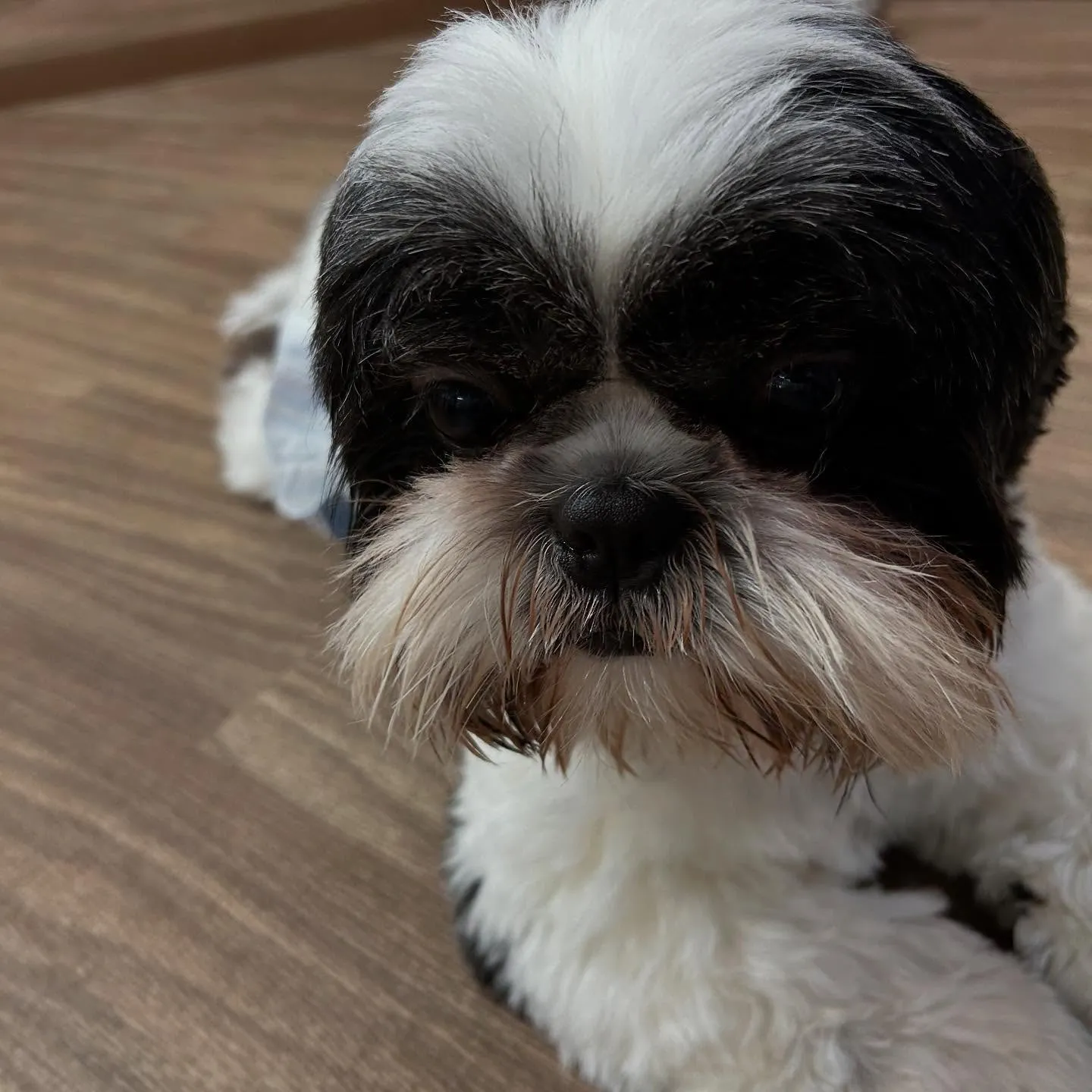 入会してくれた幸雄くん、富蔵くん、銀太郎くんです🌼