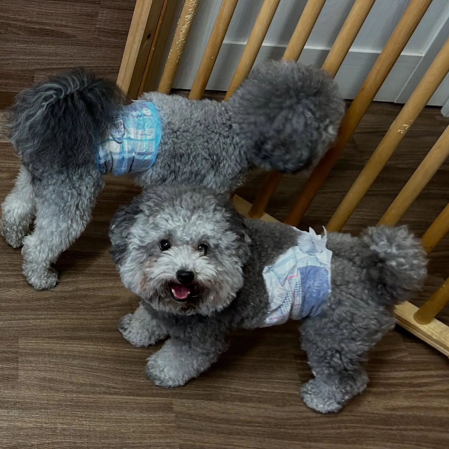 入会してくれた幸雄くん、富蔵くん、銀太郎くんです🌼