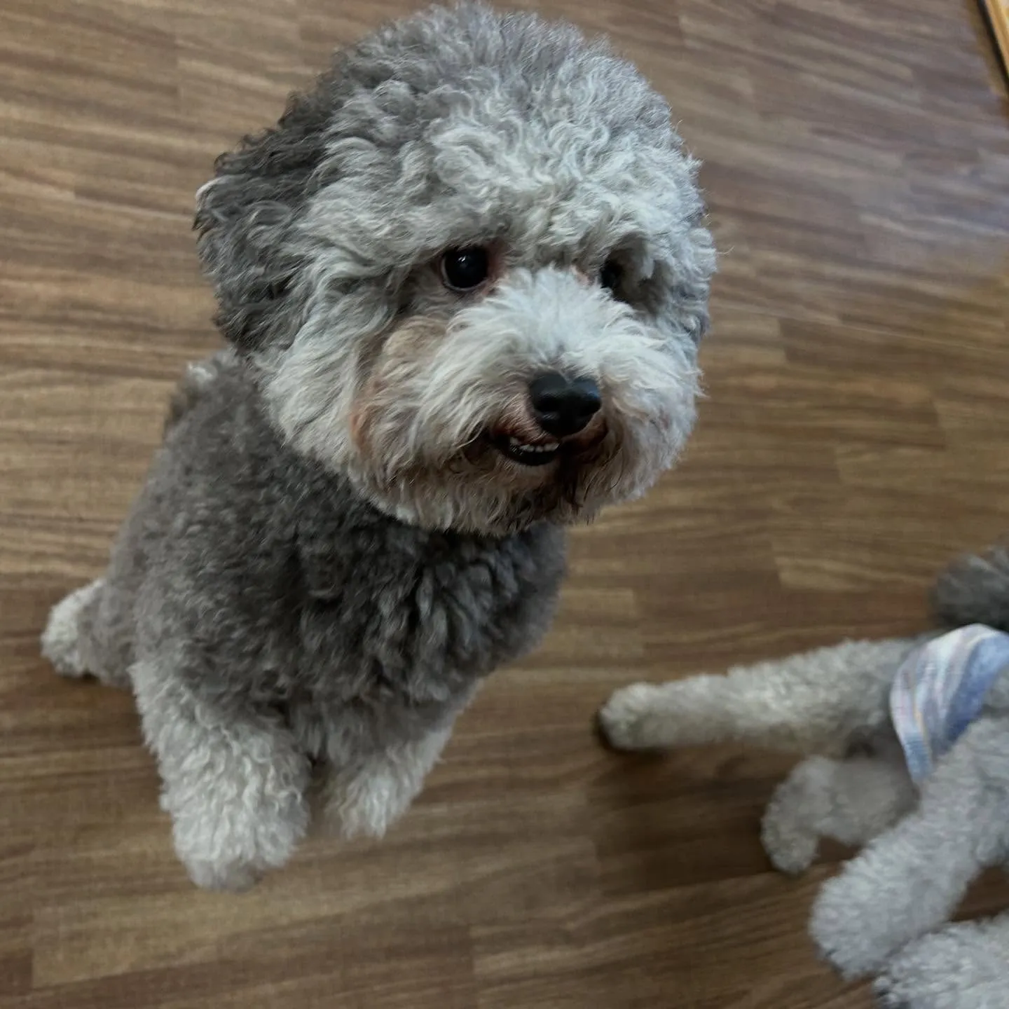 入会してくれた幸雄くん、富蔵くん、銀太郎くんです🌼