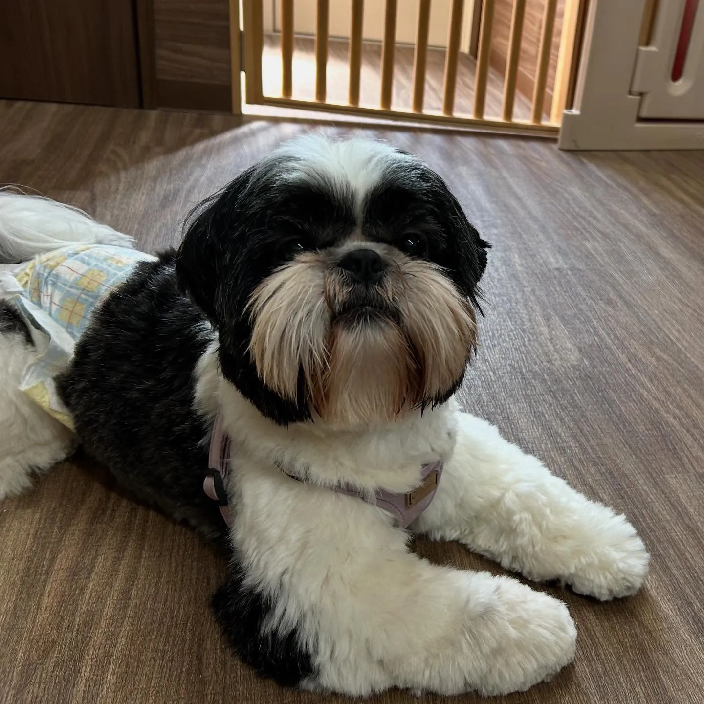 入会してくれた幸雄くん、富蔵くん、銀太郎くんです🌼