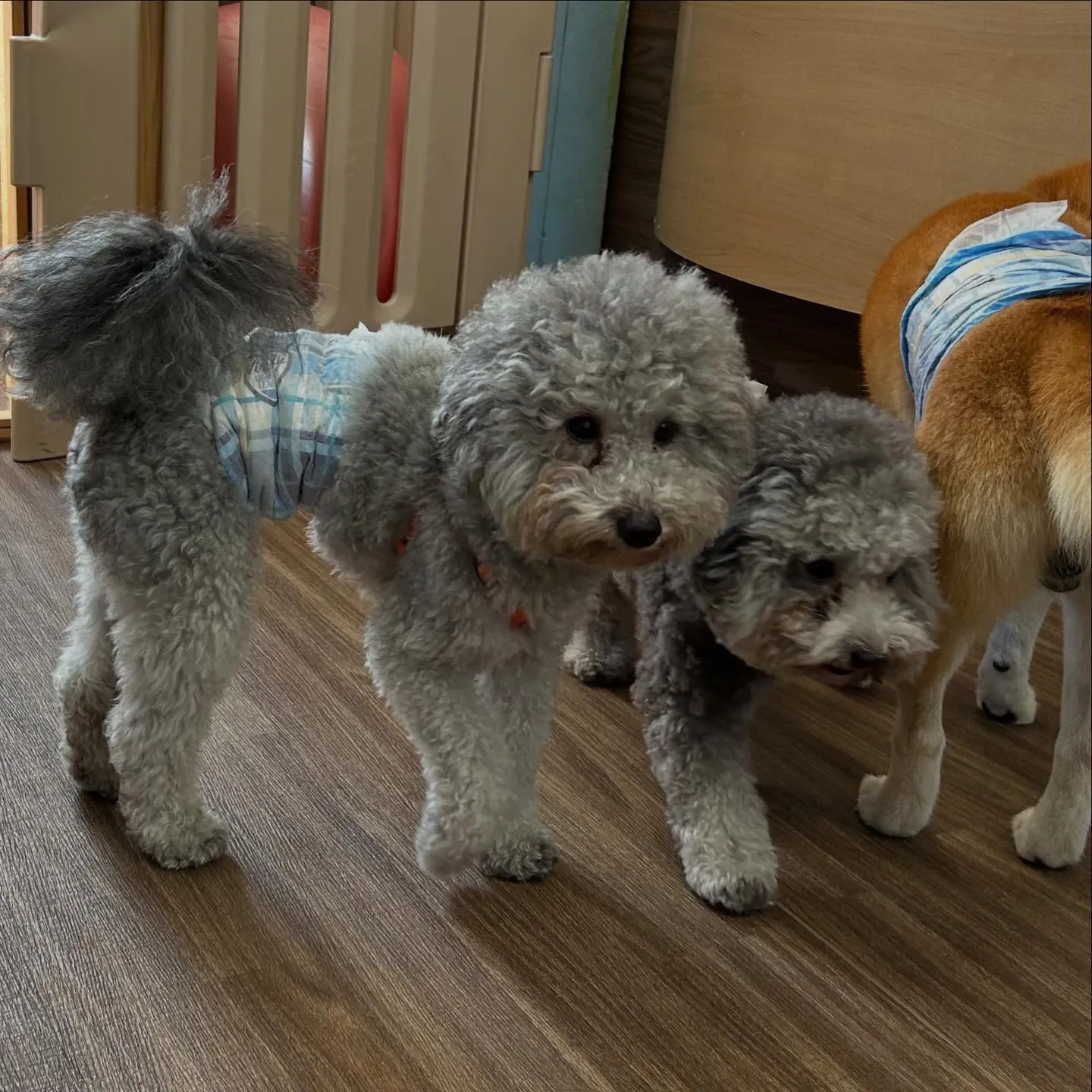 入会してくれた幸雄くん、富蔵くん、銀太郎くんです🌼