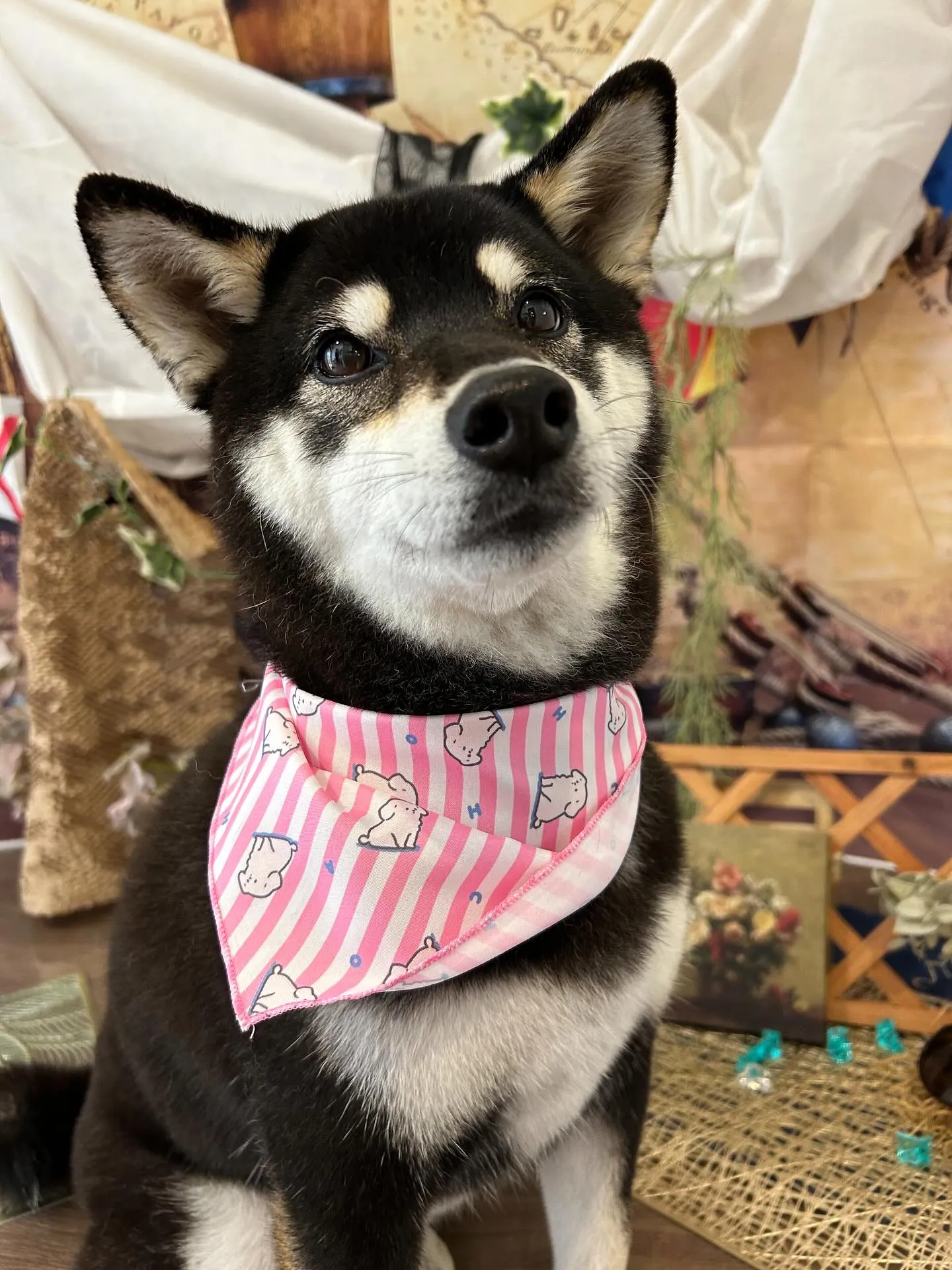 先月アップしきれなかったトリミングわんこたち💖