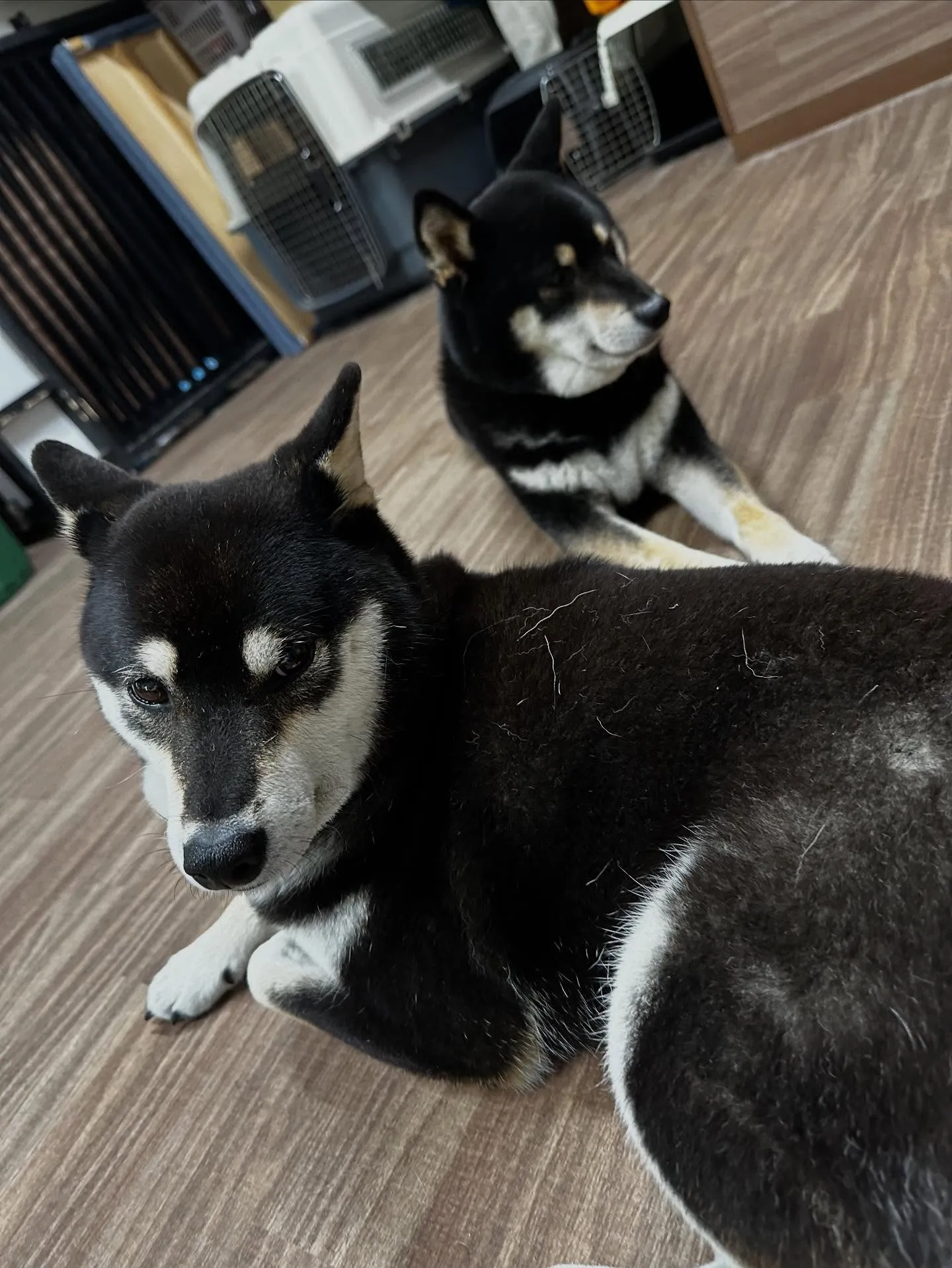 先月アップしきれなかったトリミングわんこたち💖