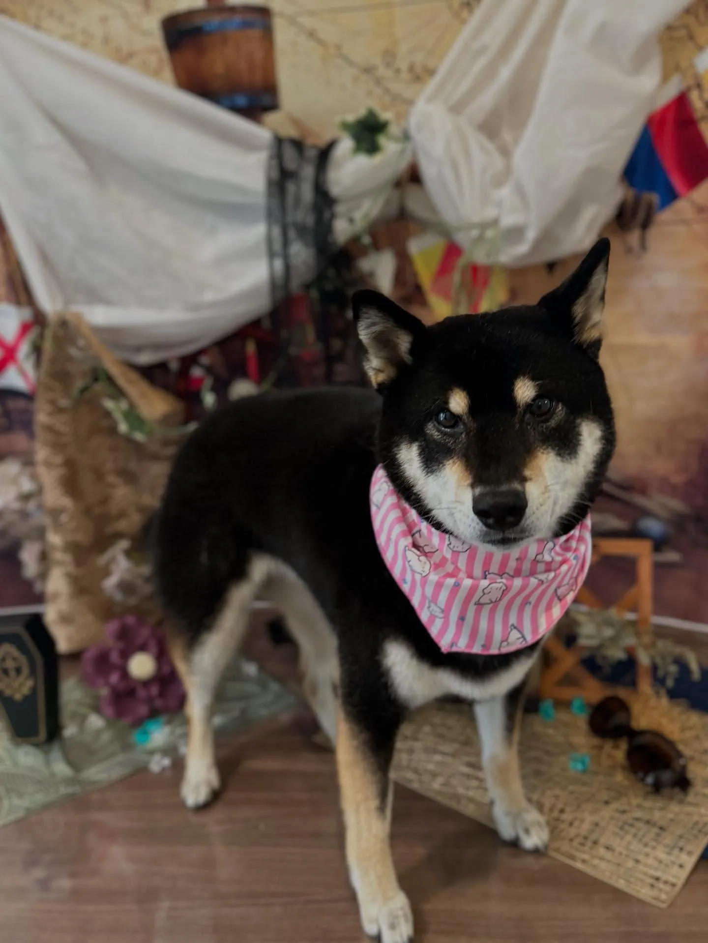 先月アップしきれなかったトリミングわんこたち💖