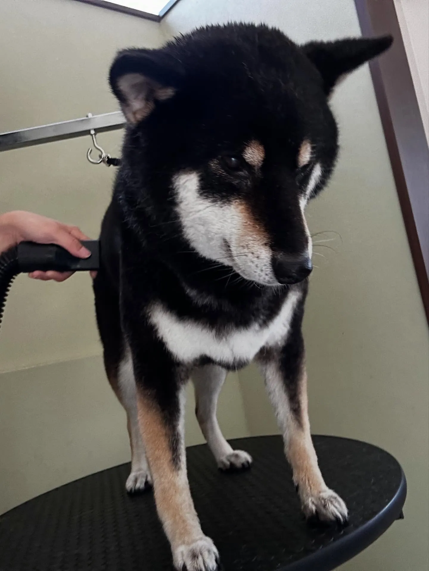 先月アップしきれなかったトリミングわんこたち💖