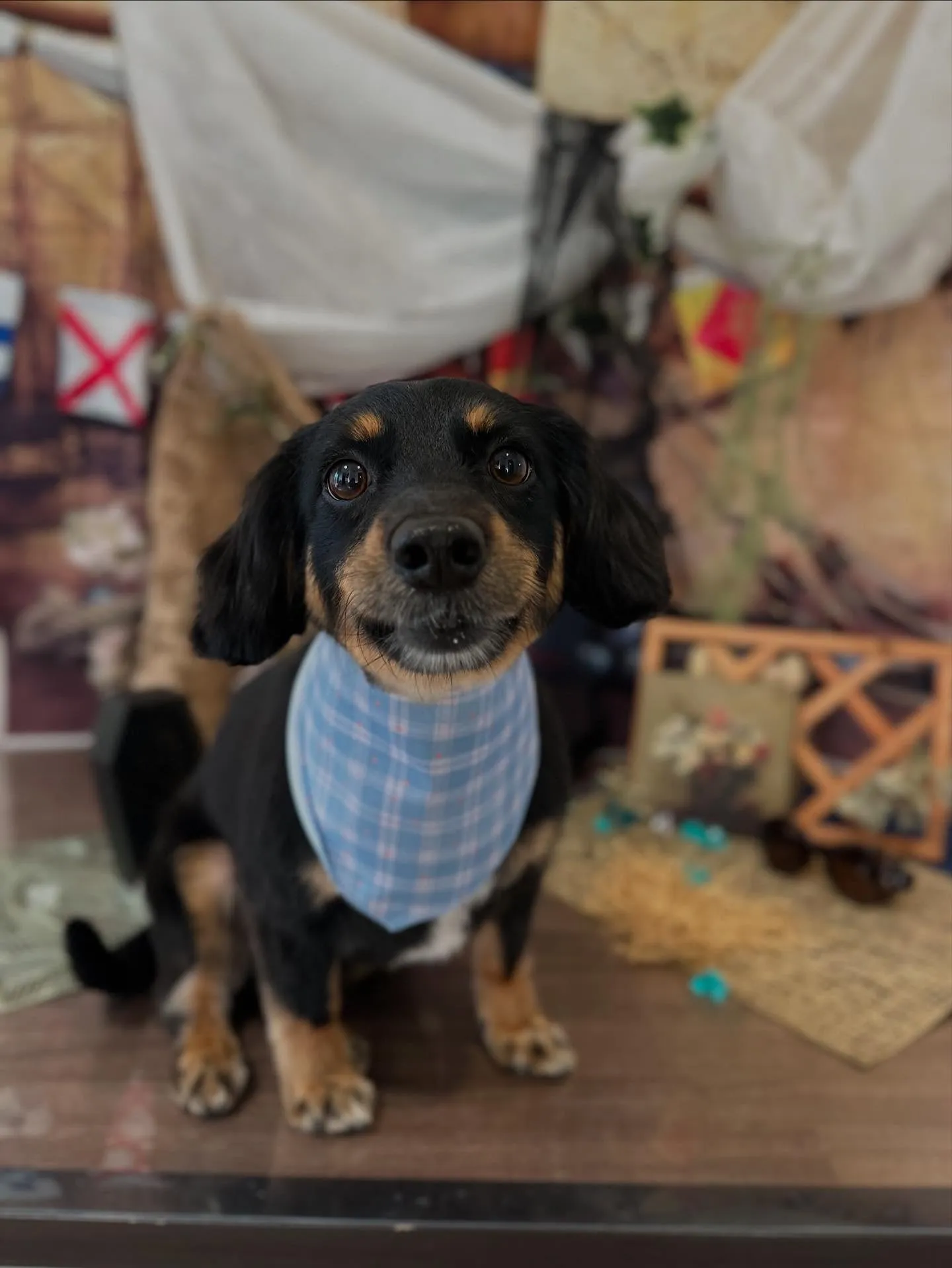 先月アップしきれなかったトリミングわんこたち💖