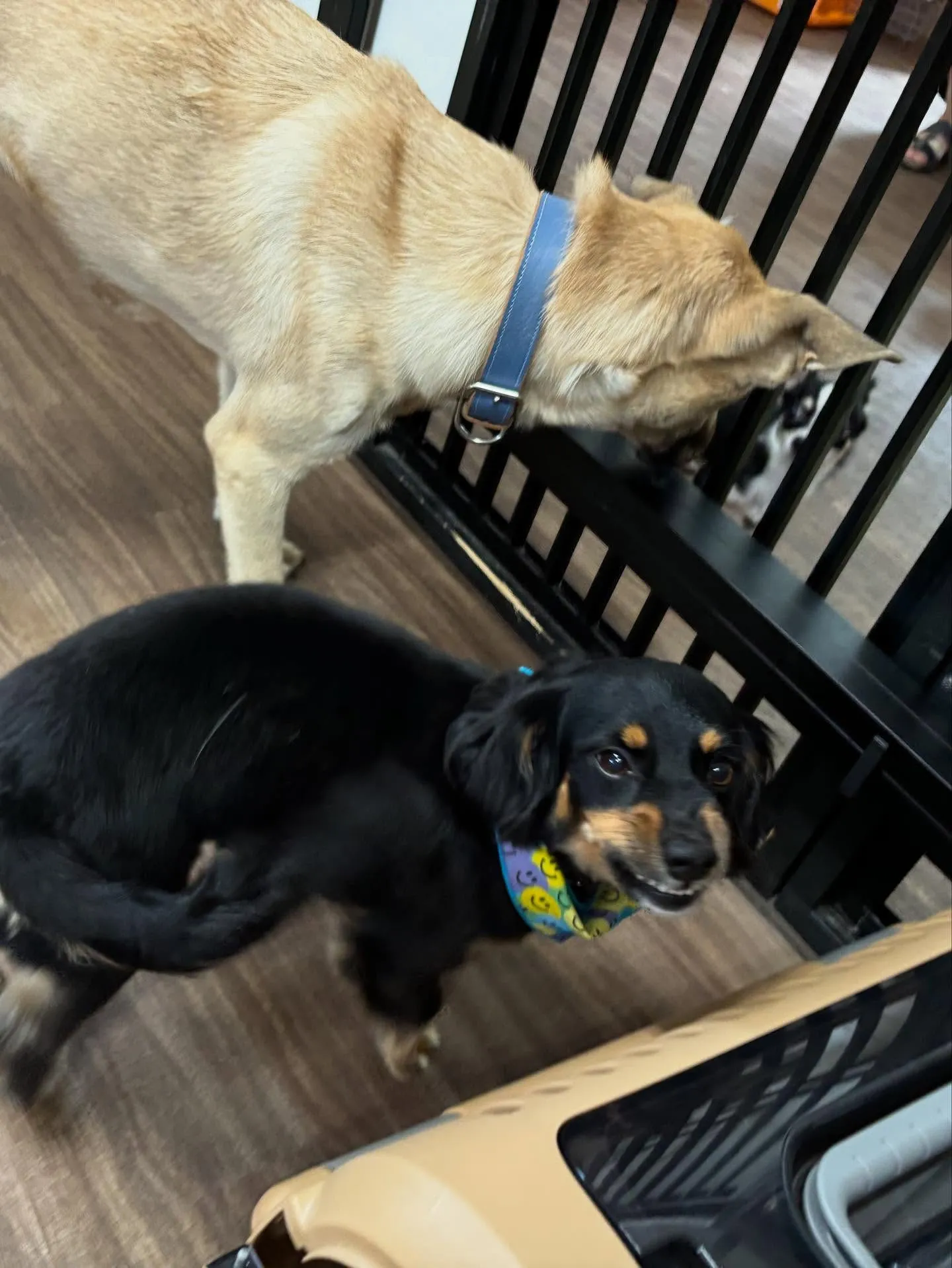 先月アップしきれなかったトリミングわんこたち💖