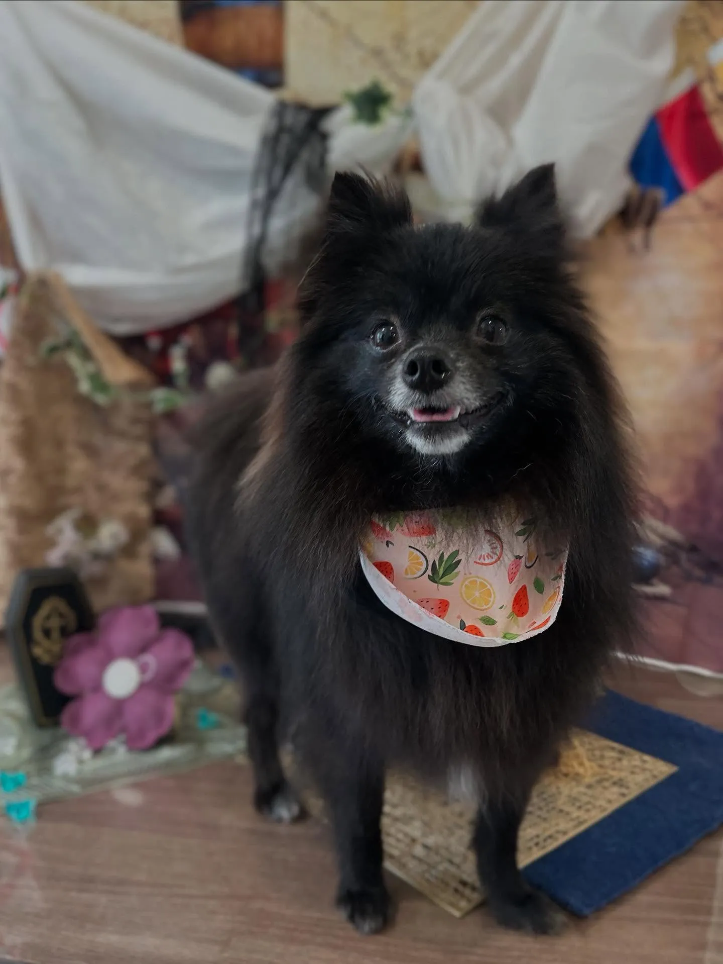 先月アップしきれなかったトリミングわんこたち💖