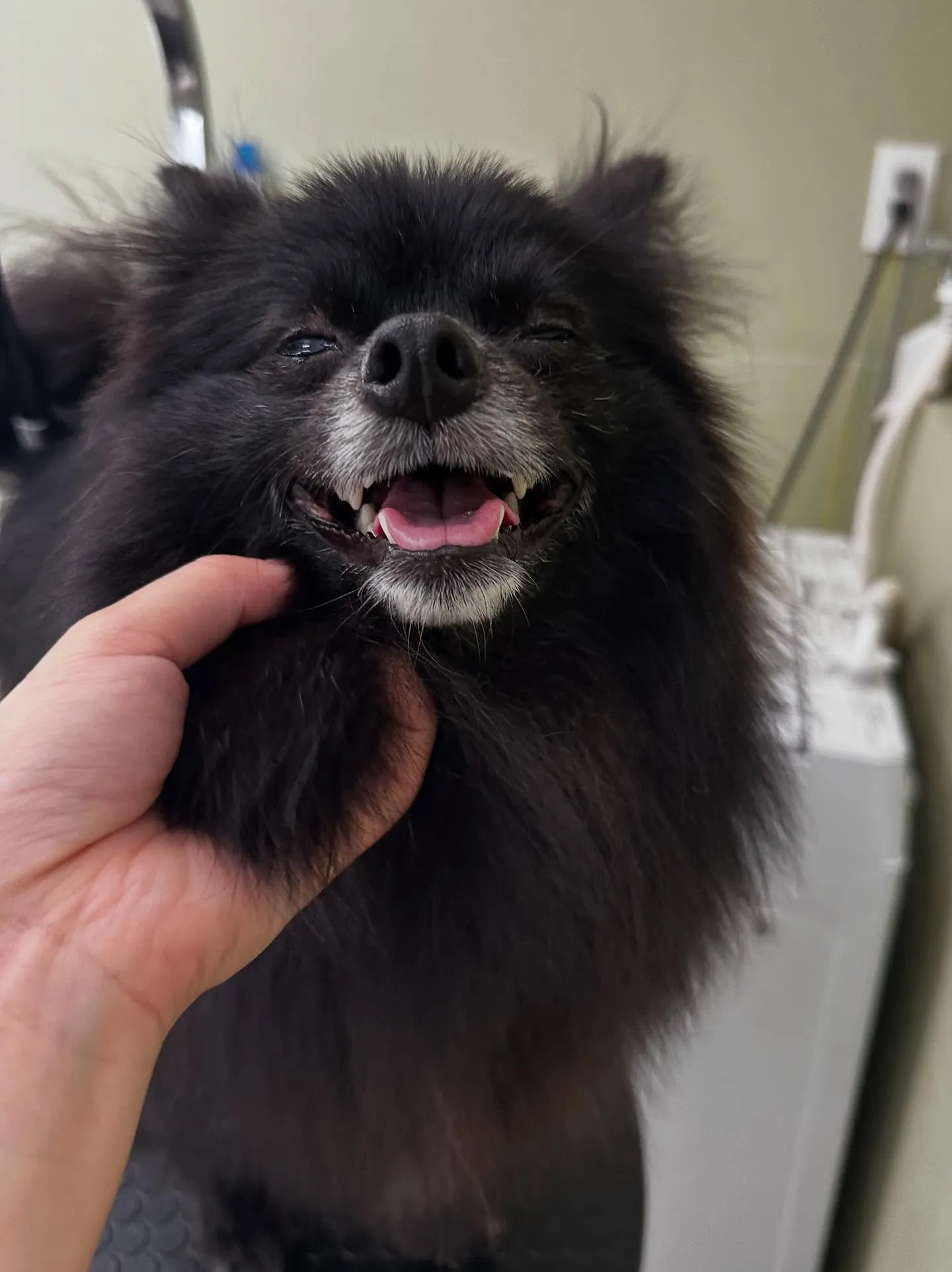 先月アップしきれなかったトリミングわんこたち💖