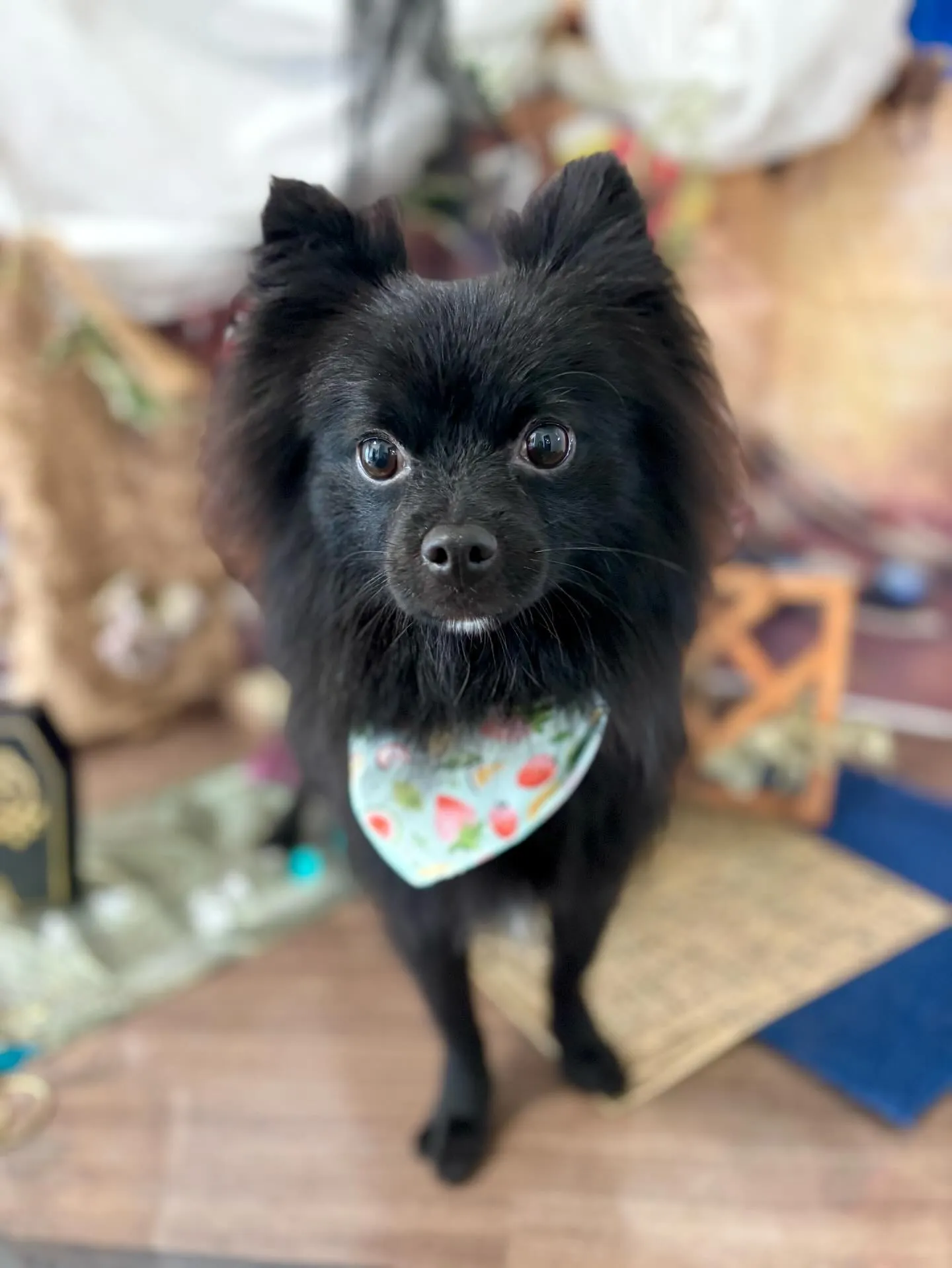 先月アップしきれなかったトリミングわんこたち💖