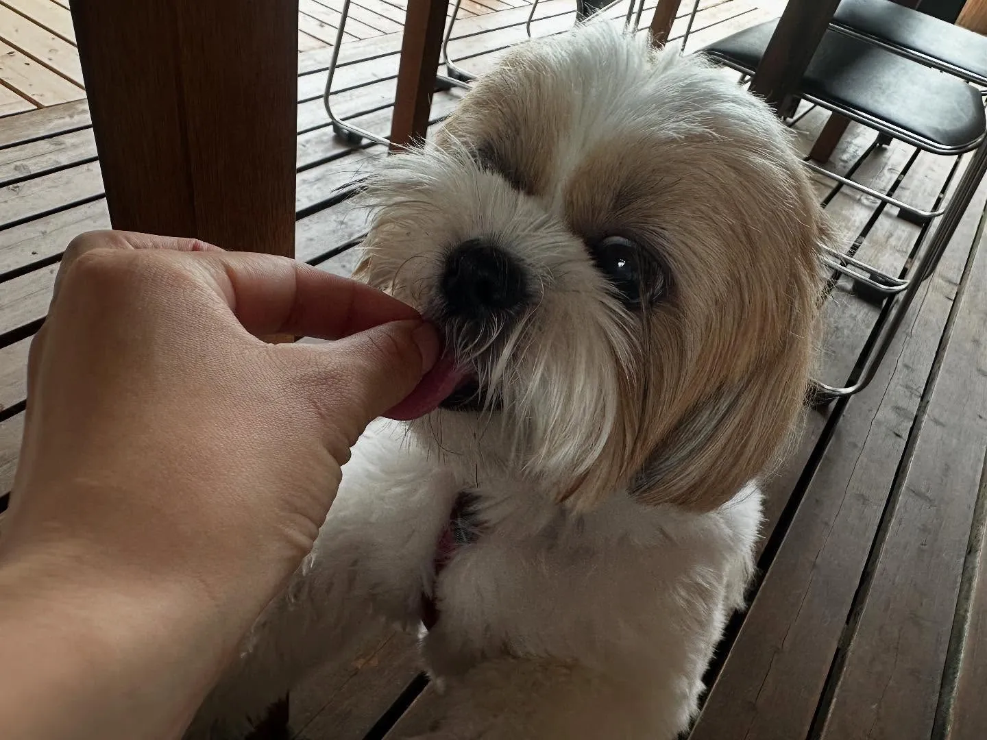 先月の抽選おでかけイベントの動画をようやくYouTubeにア...