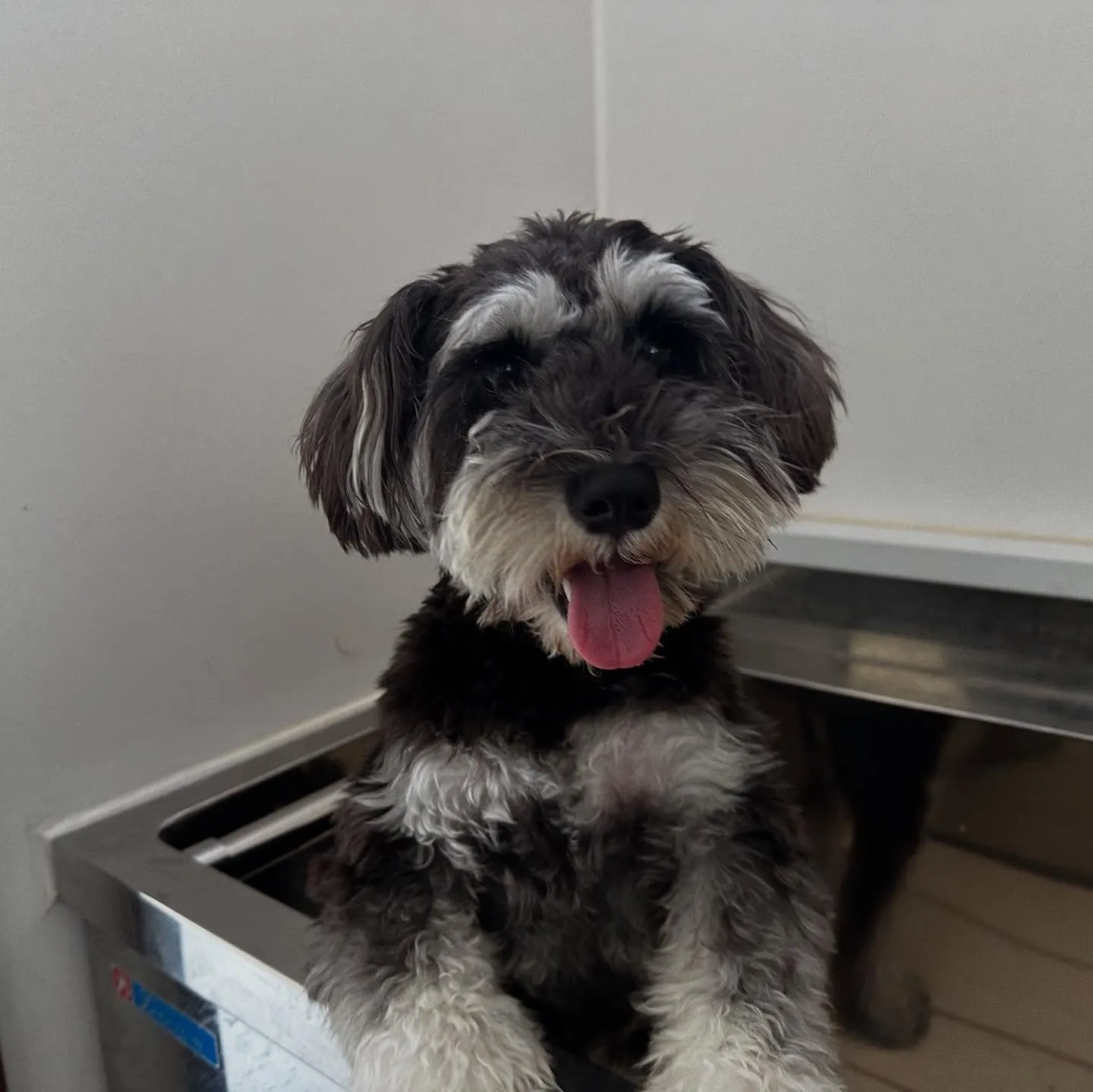 先月のトリミングわんこたちラスト投稿です🌟