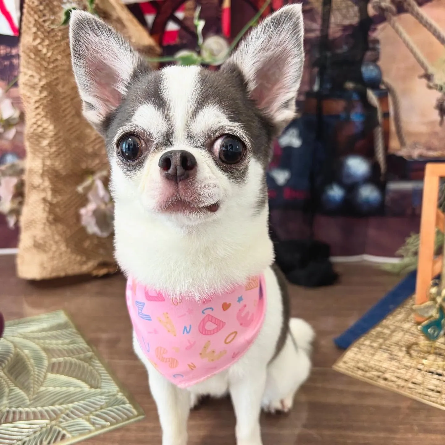 先月のトリミングわんこたちラスト投稿です🌟