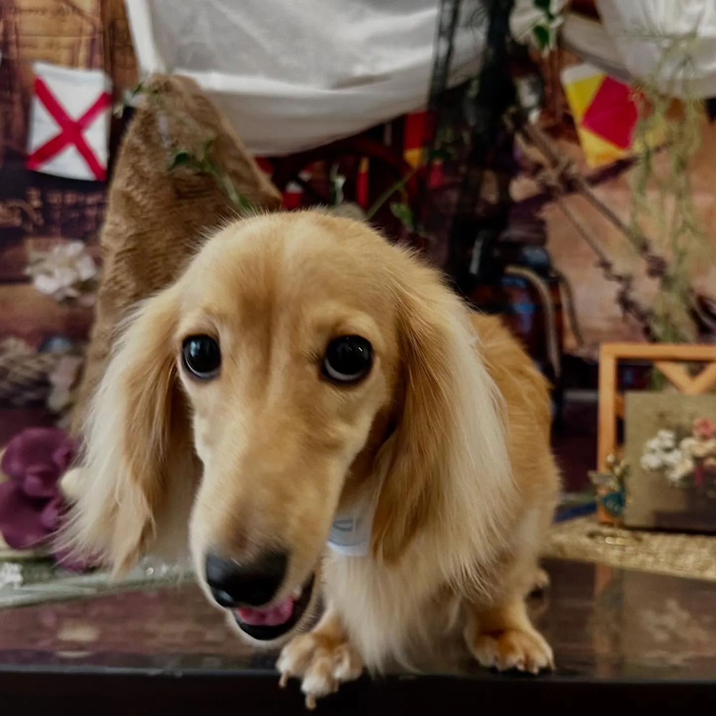 先月のトリミングわんこたちラスト投稿です🌟