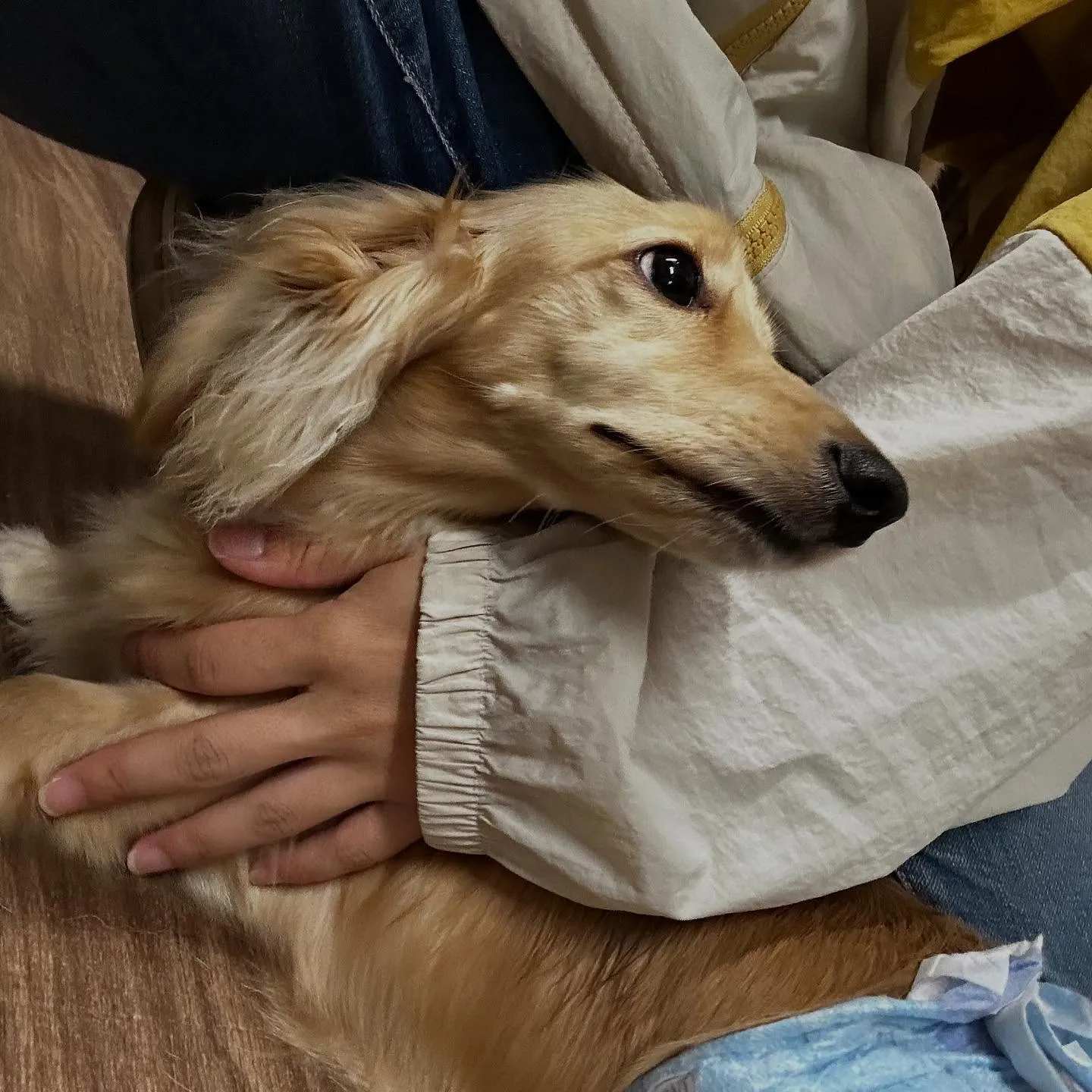 先月のトリミングわんこたちラスト投稿です🌟