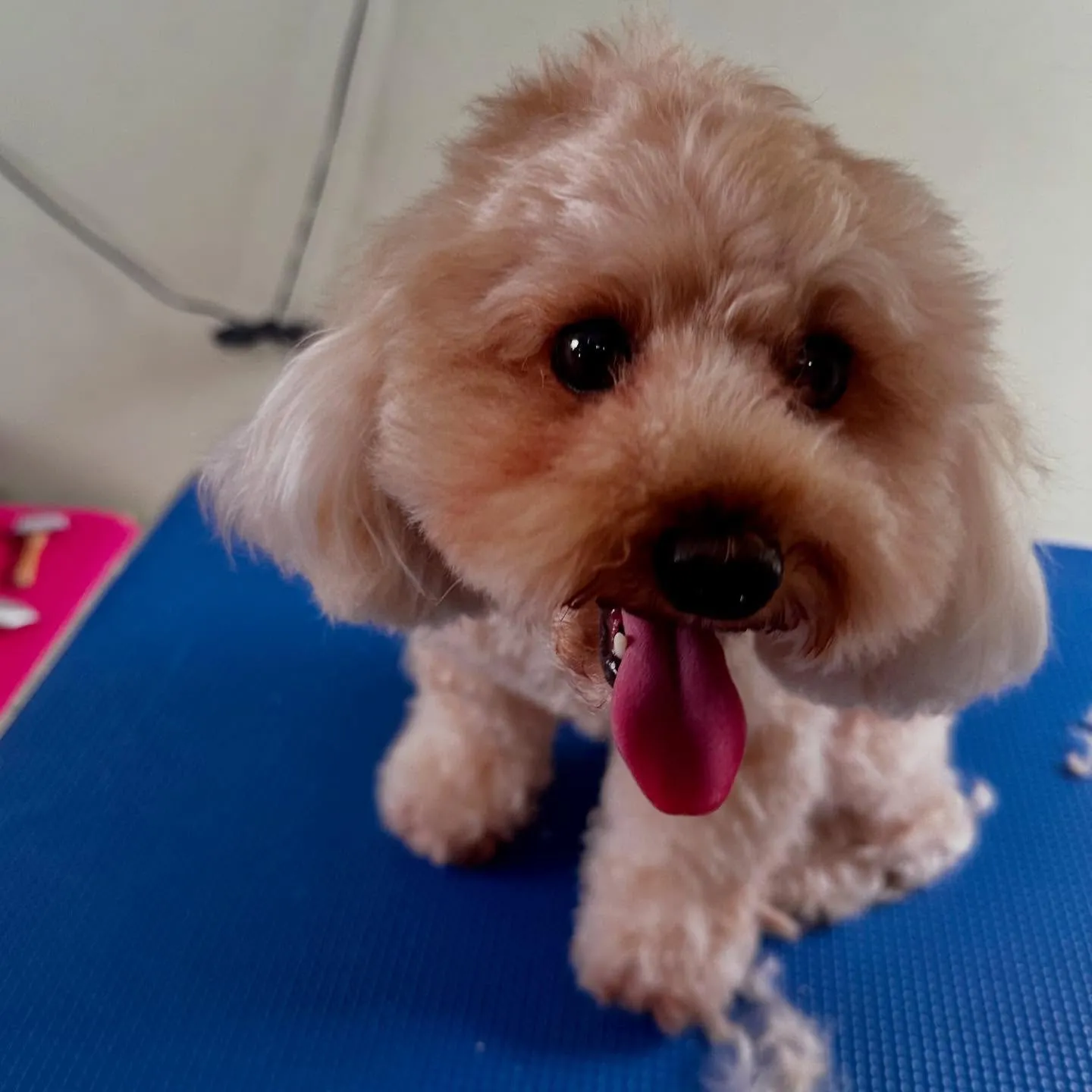 先月のトリミングわんこたちラスト投稿です🌟