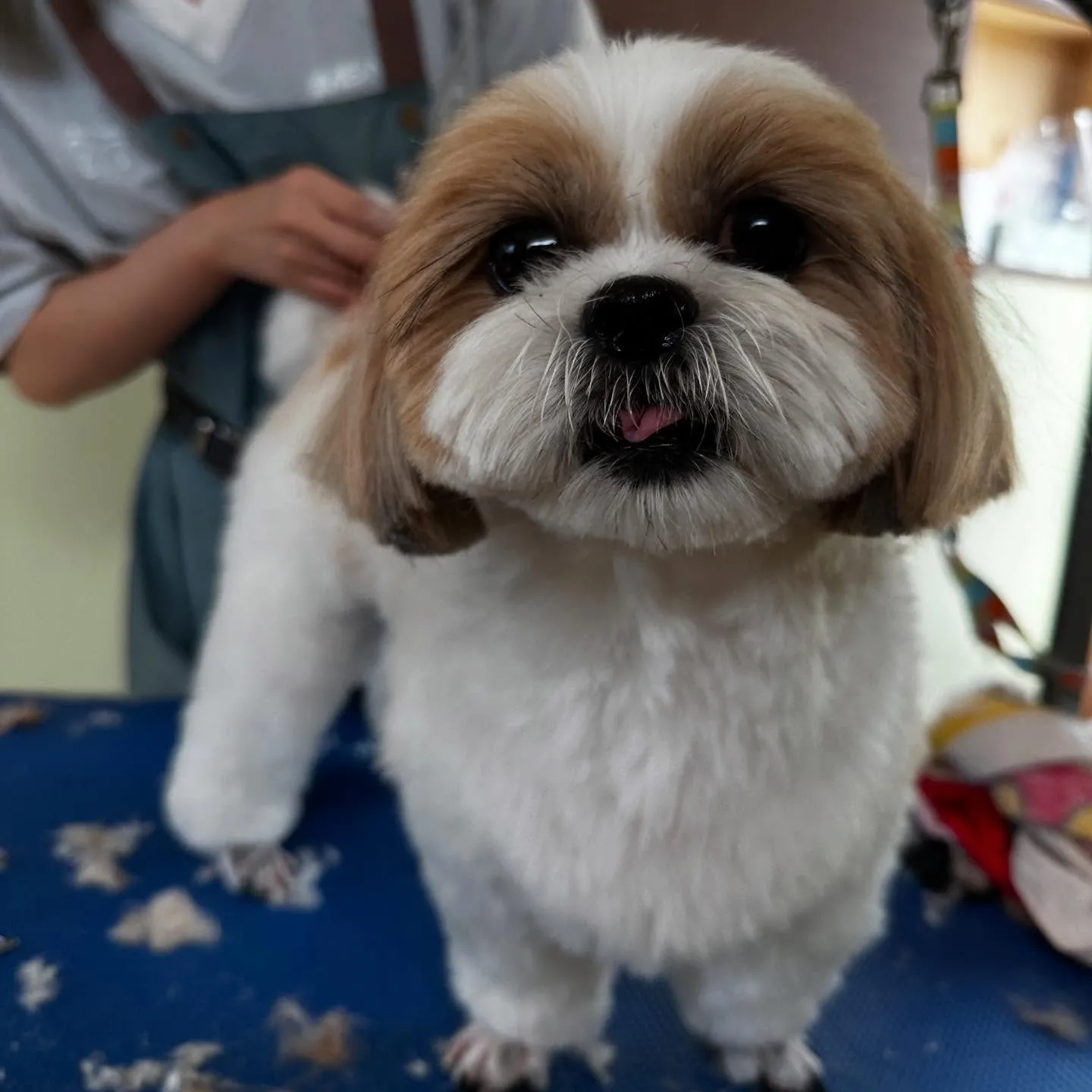 先月のトリミングわんこたちラスト投稿です🌟