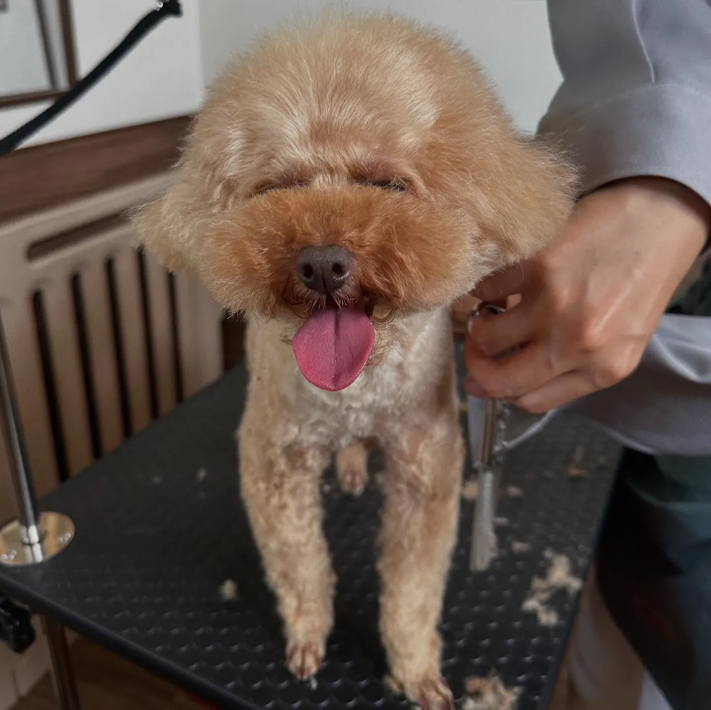 先月のトリミングわんこたちラスト投稿です🌟