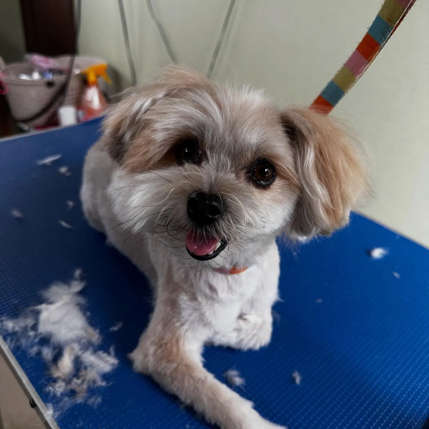 先月のトリミングわんこたちラスト投稿です🌟
