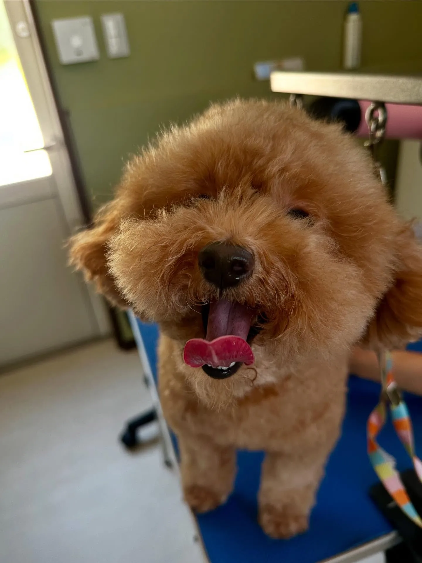 ようやく今月のお手入れわんこたちのアップです😂