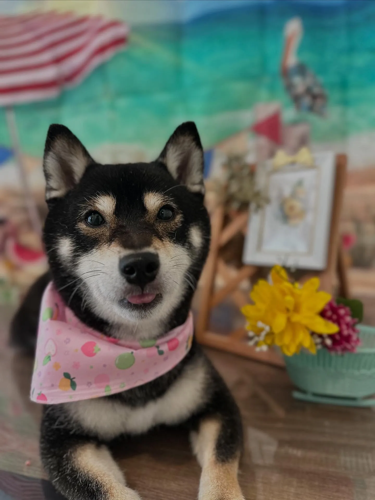 ようやく今月のお手入れわんこたちのアップです😂